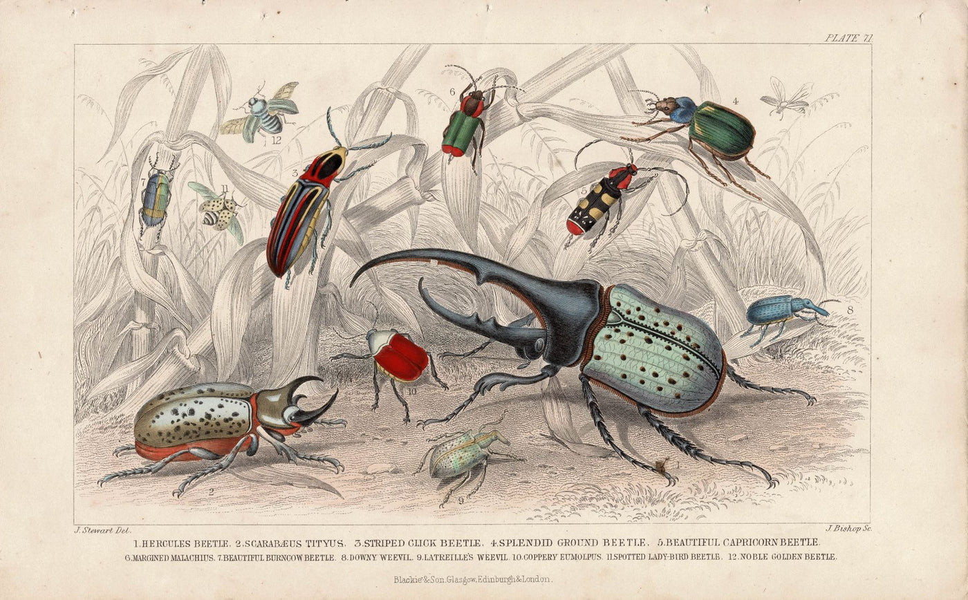 Beetles antique print published 1862
