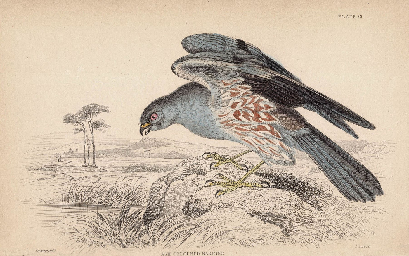 Ash Coloured Harrier antique print 1838
