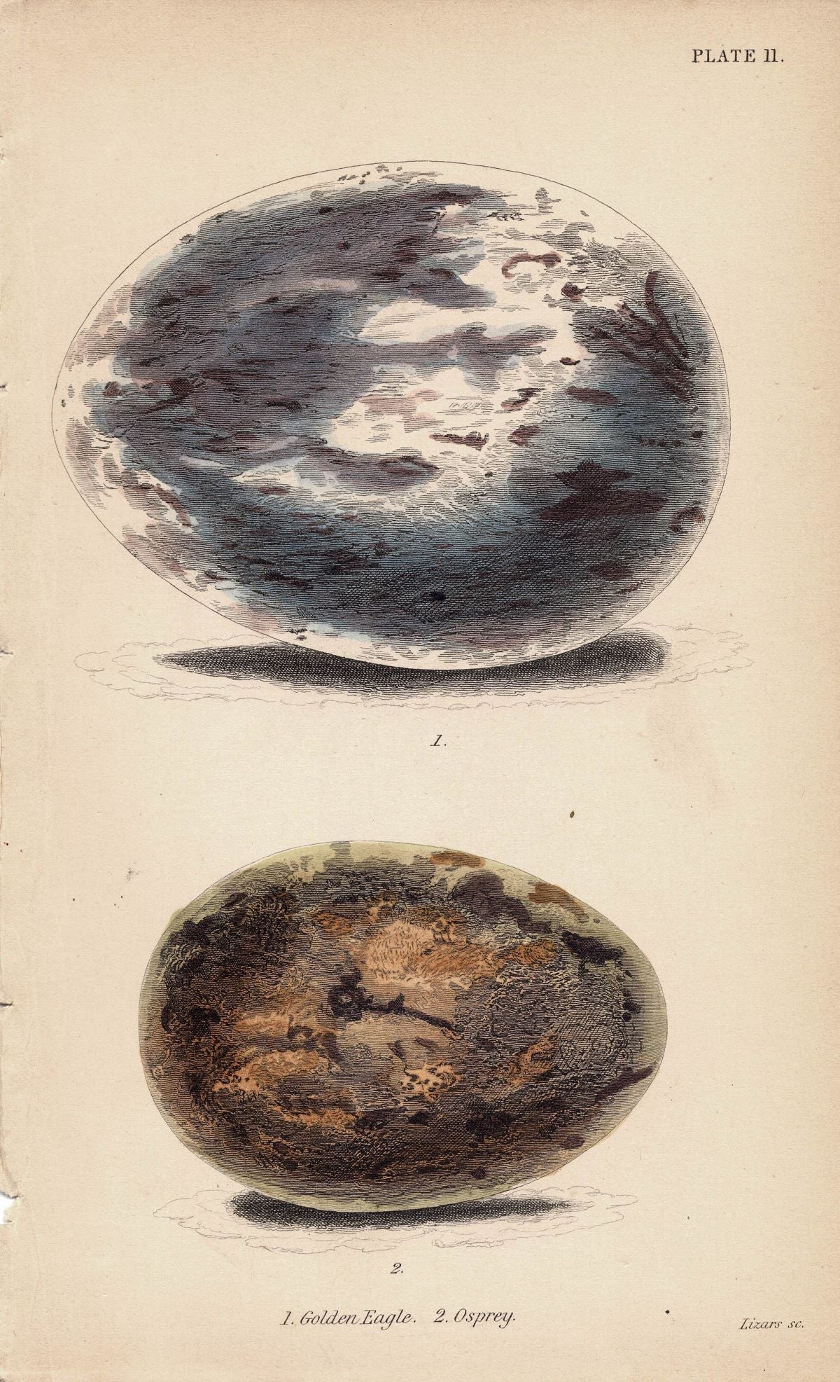 Osprey and Golden Eagle eggs antique print 1838