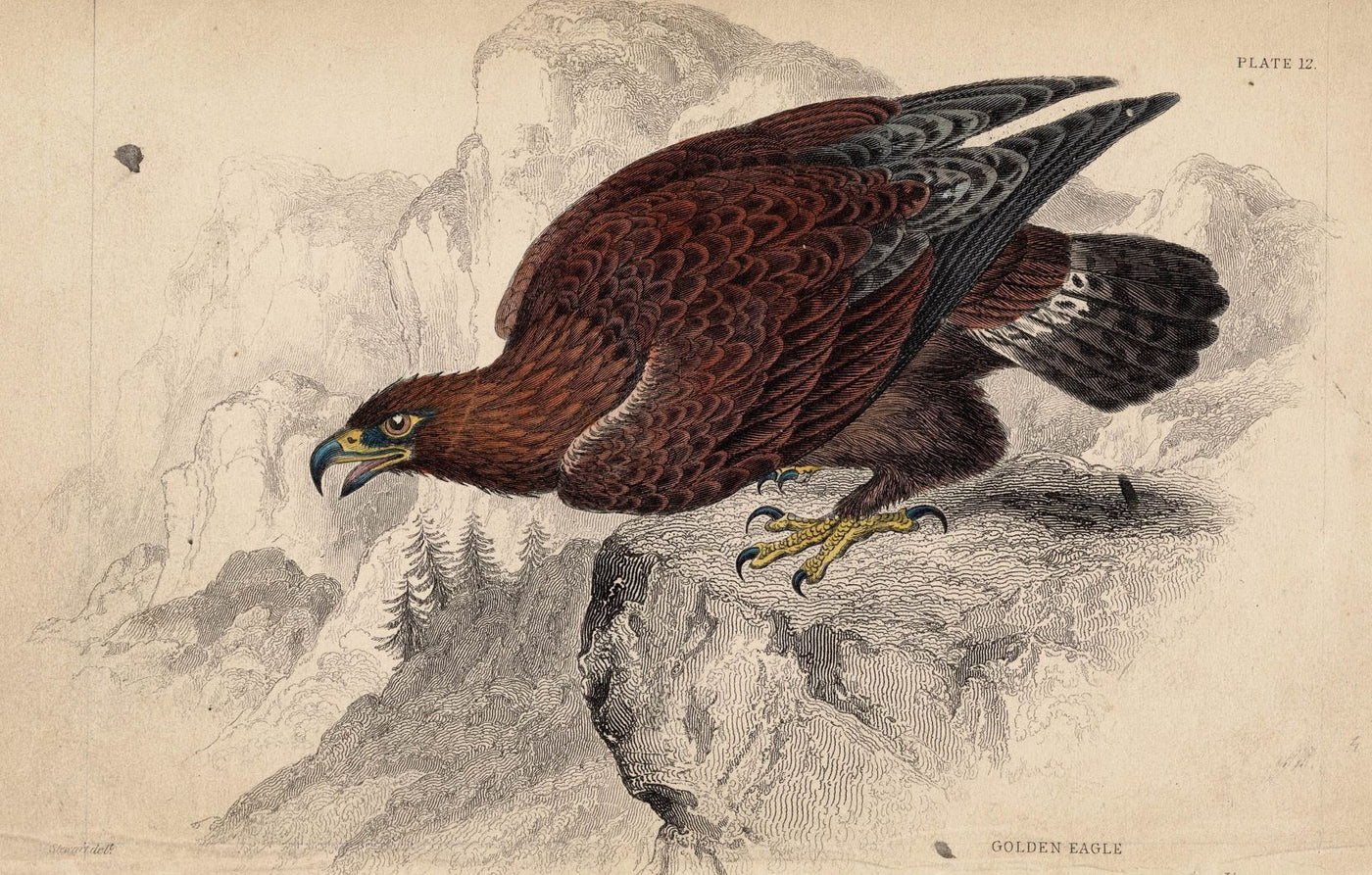 Golden Eagle antique print 1838