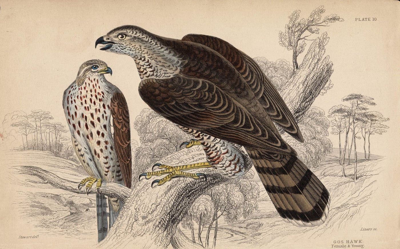 Goshawk, female and young, antique print 1838