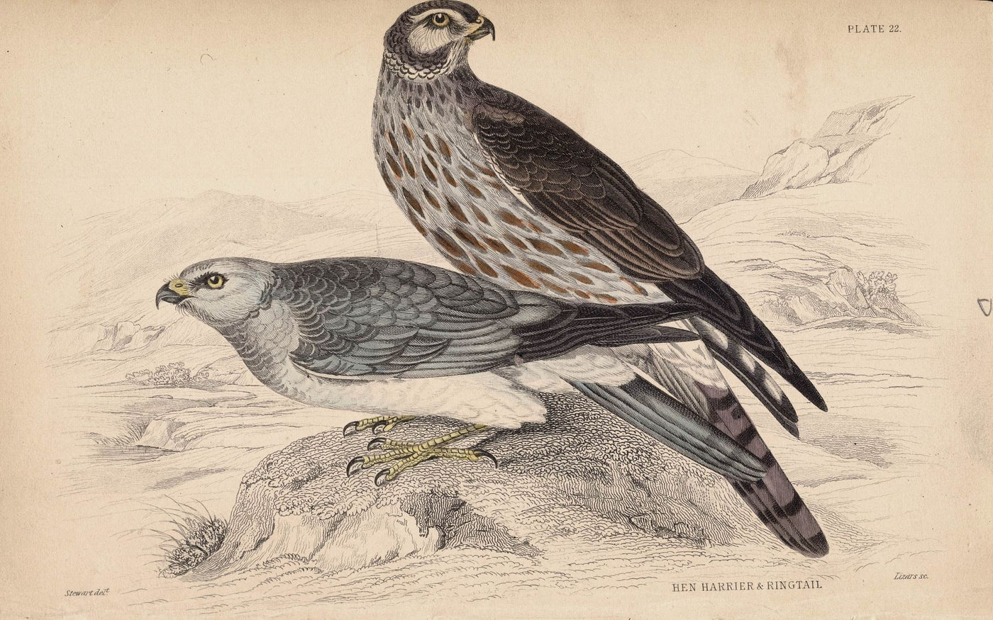 Hen Harrier and Ringtail antique print 1838