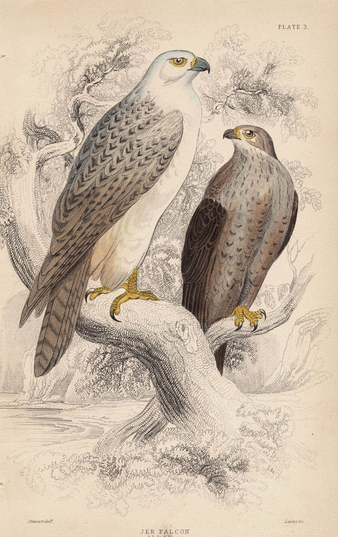 Jer Falcon antique print 1838