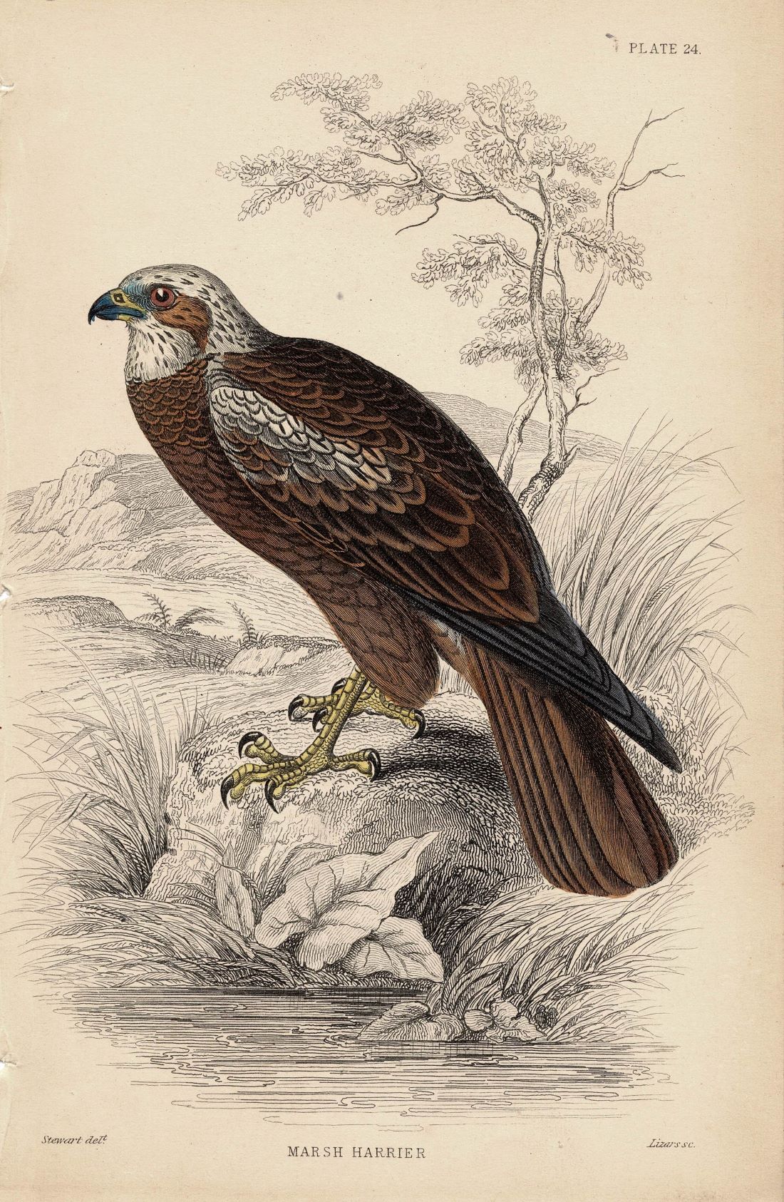 Marsh Harrier antique print 1838