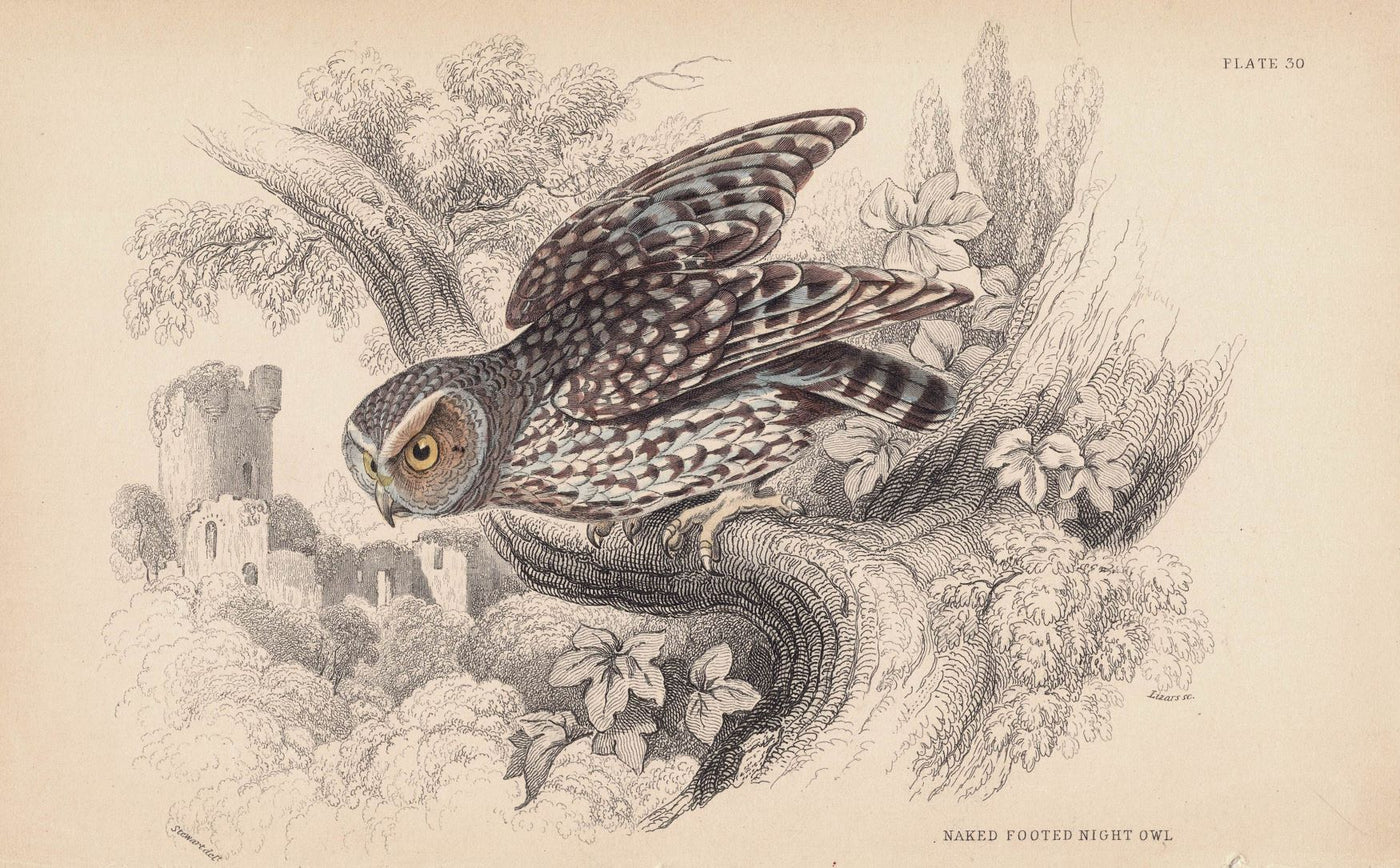 Naked footed night owl antique print 1838