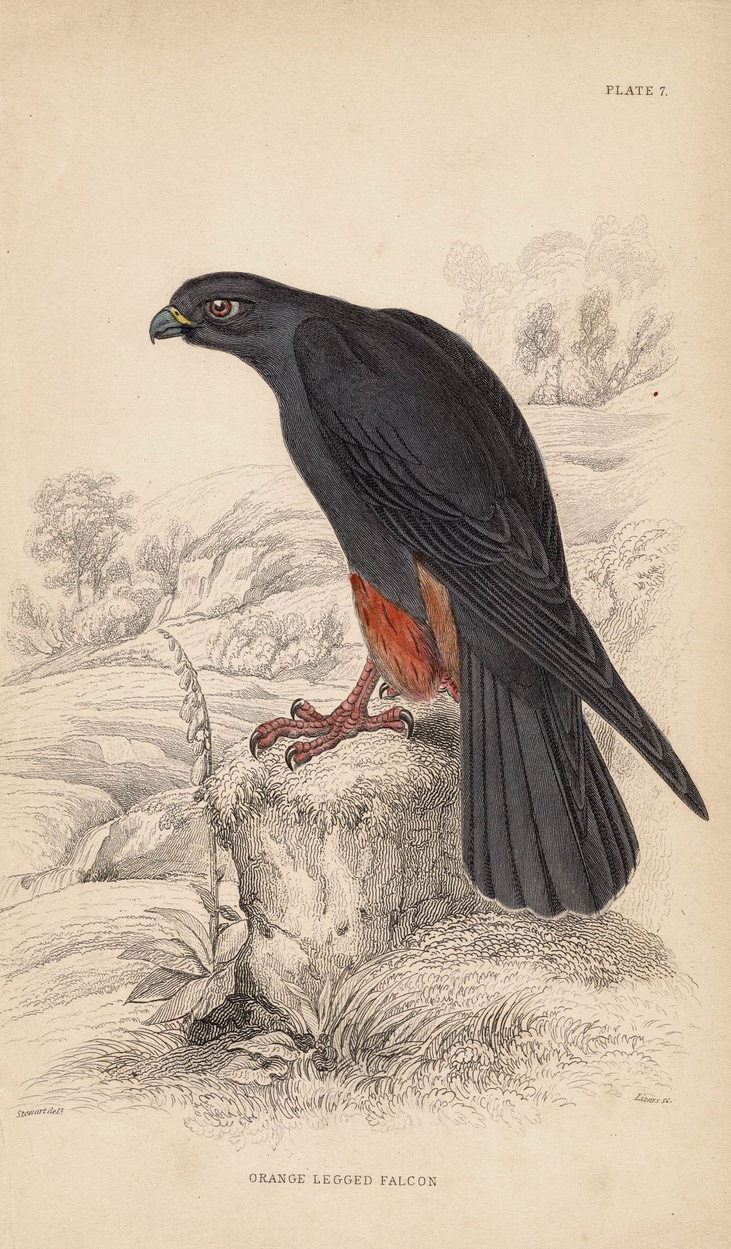 Orange Legged Falcon antique print 1838