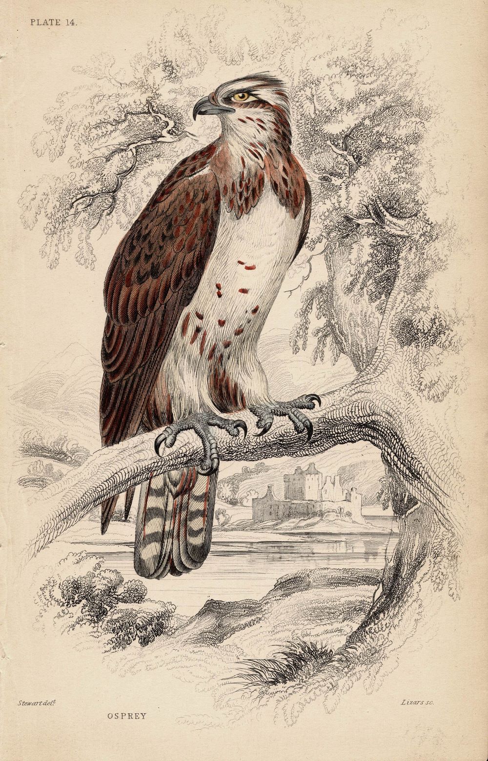 Osprey antique print 1838