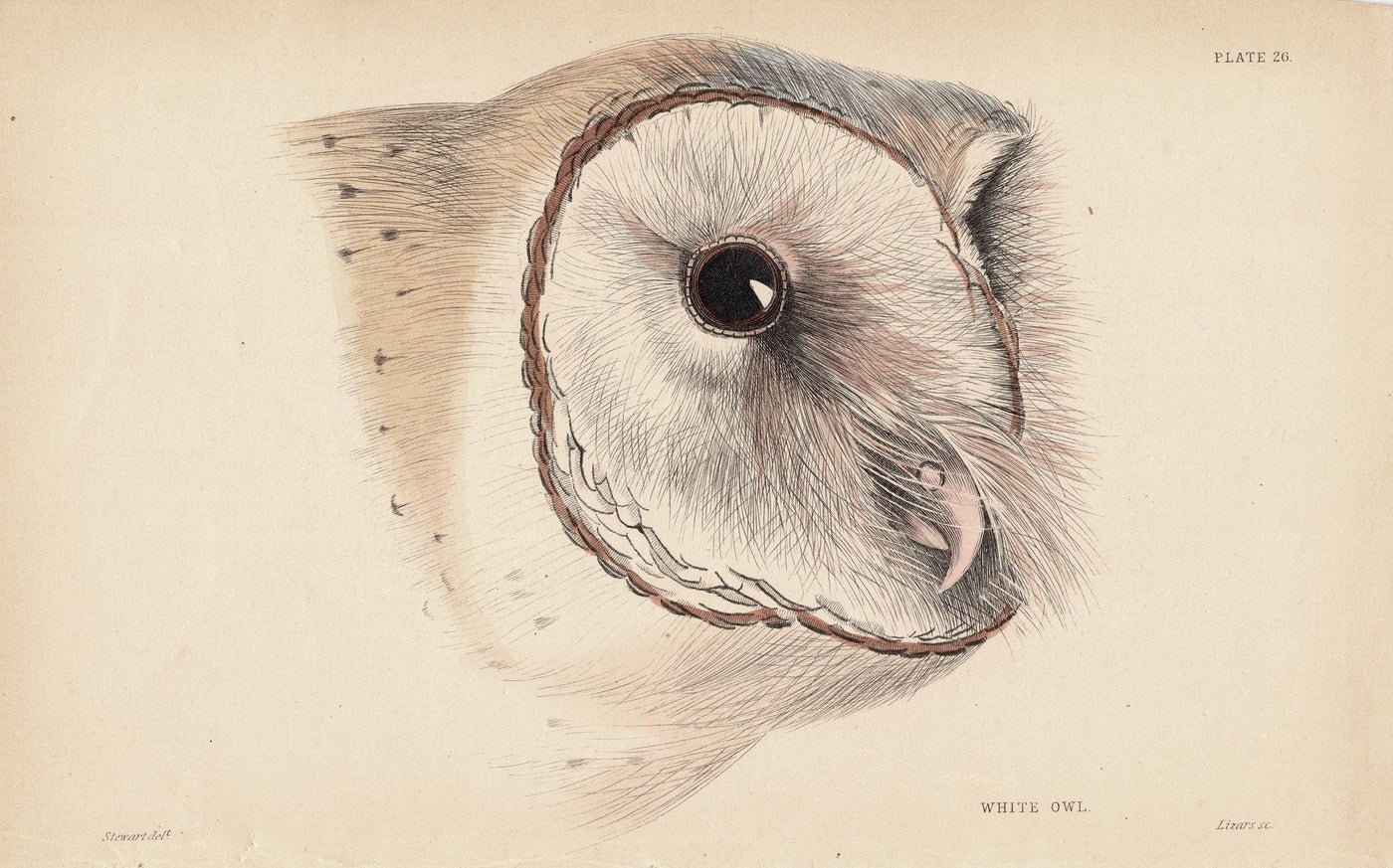 White Owl antique print 1838