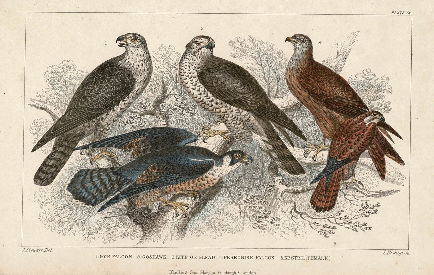 Birds of Prey antique print published 1862