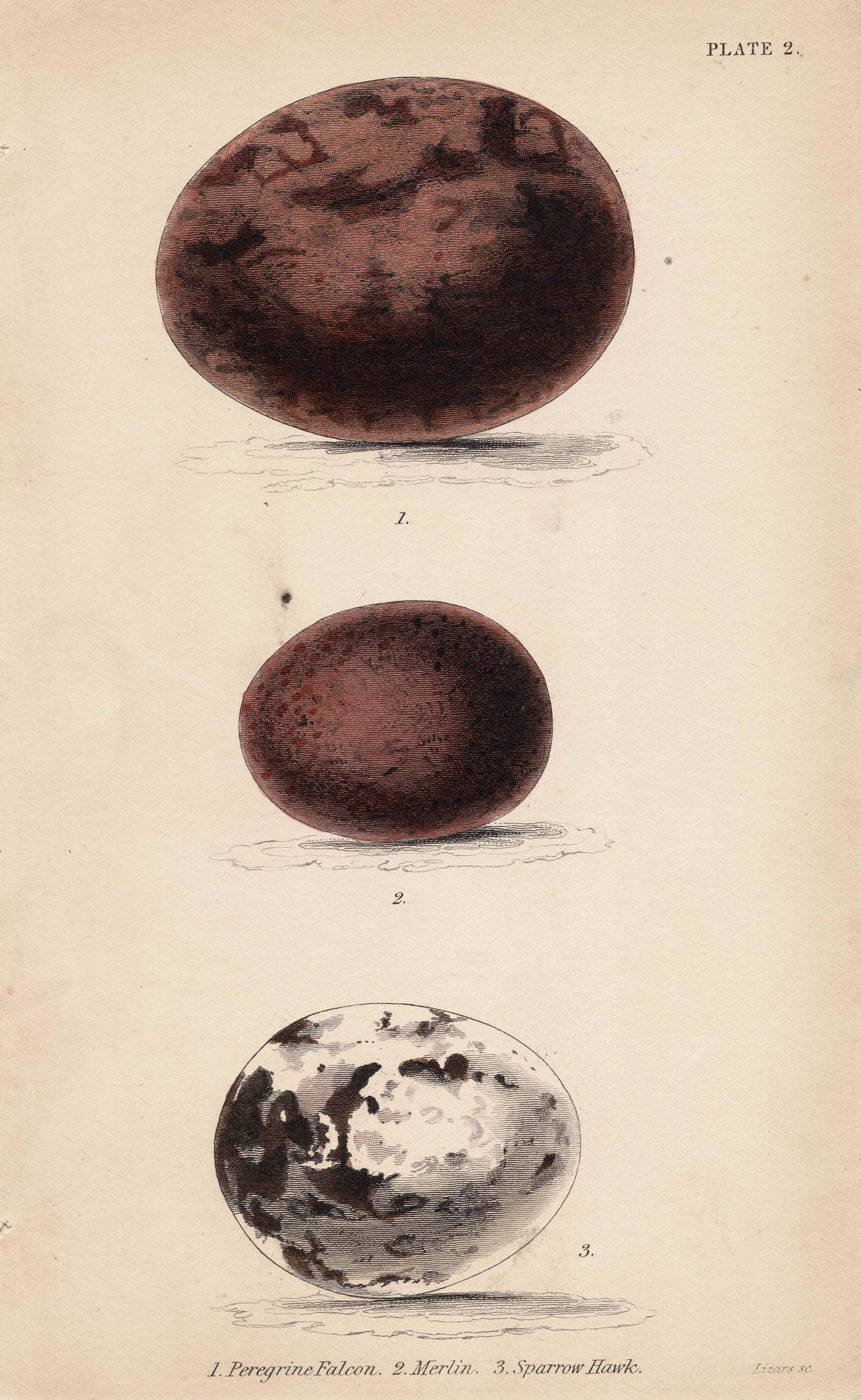 Eggs, Birds of Prey, Antique Print, 1838