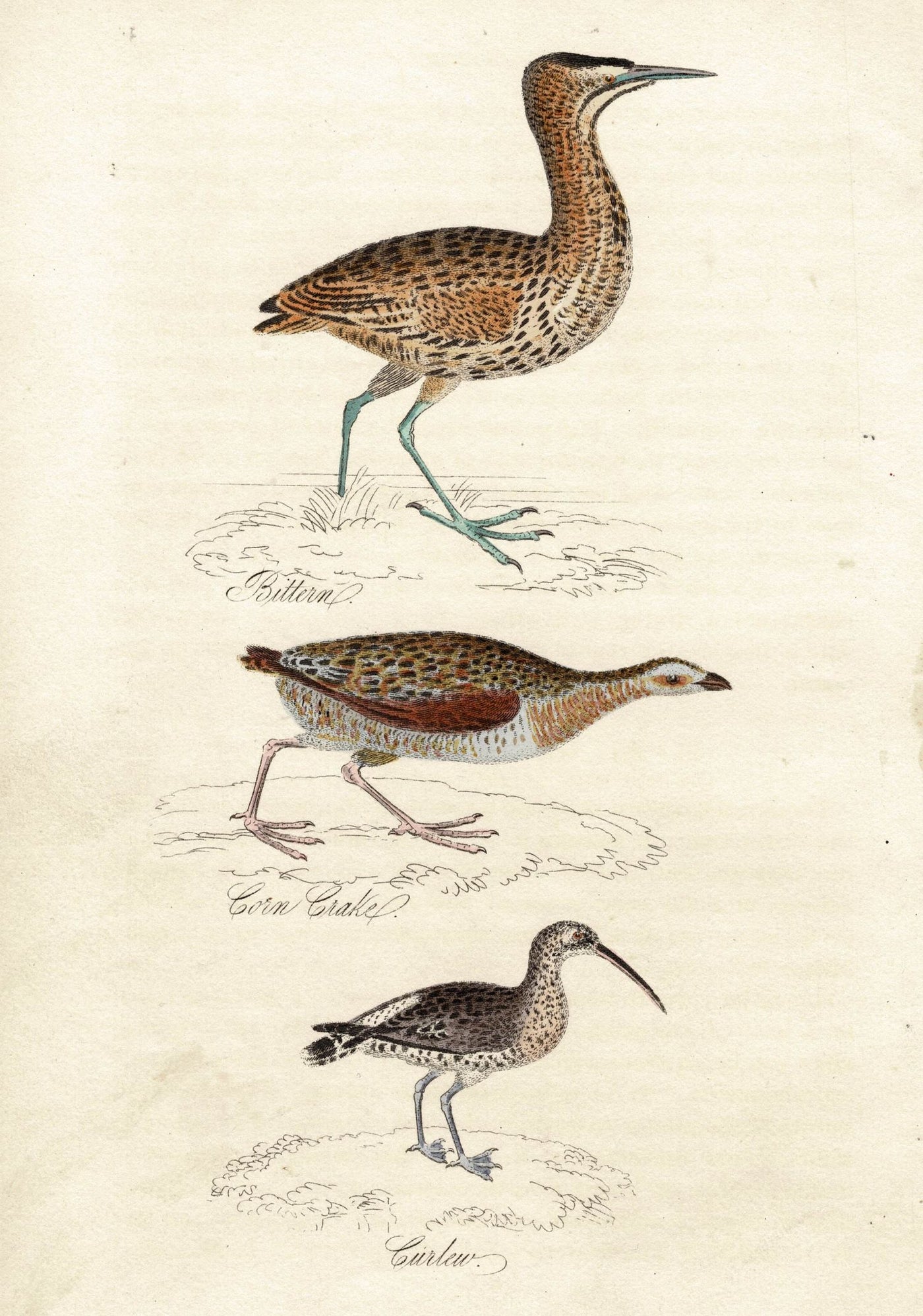 Bittern, Corn Crake, Curlew from Mudie's "The Feathered Tribes.." 1834