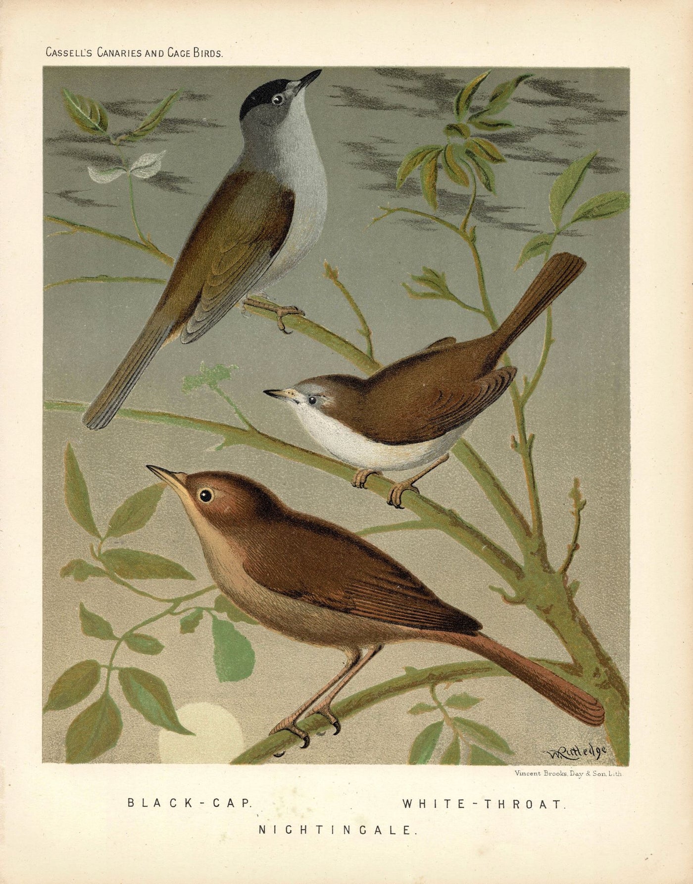 Songbirds. Nightingale, Black-cap and white-throat  antique print 1878