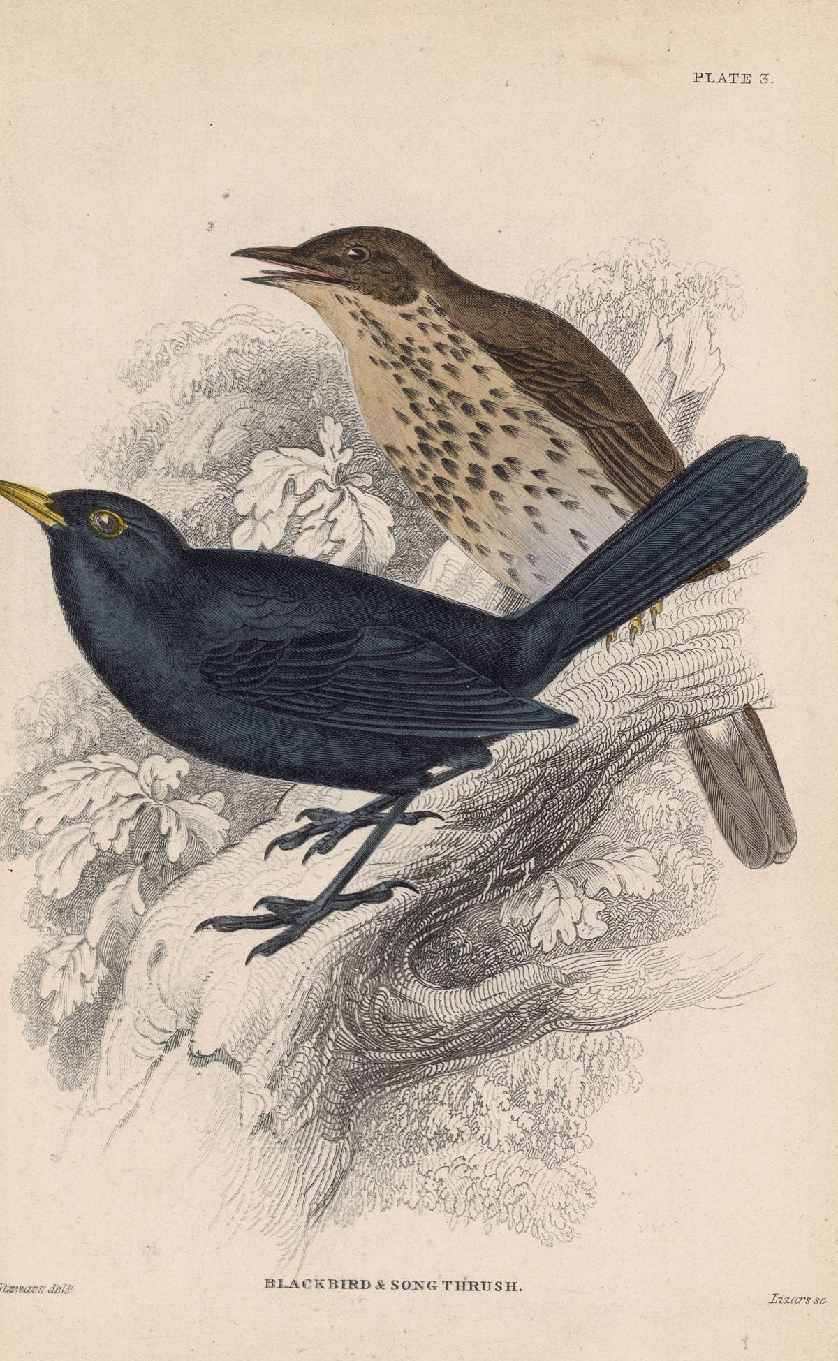 Blackbird and Song Thrush antique print 1866