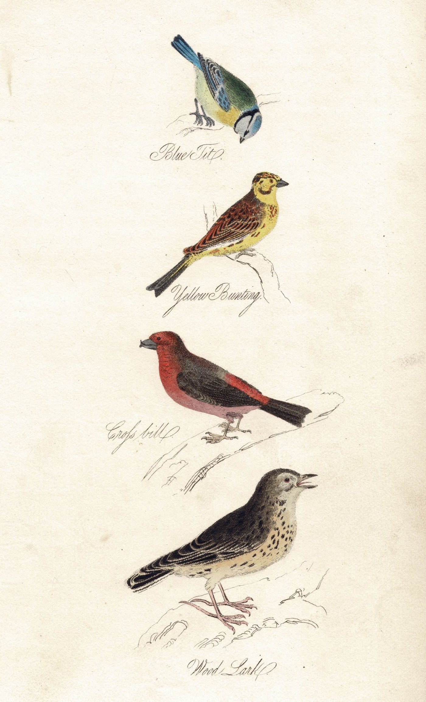 Blue Tit, Yellow Bunting, Cross Bill and Wood Lark antique print 1834