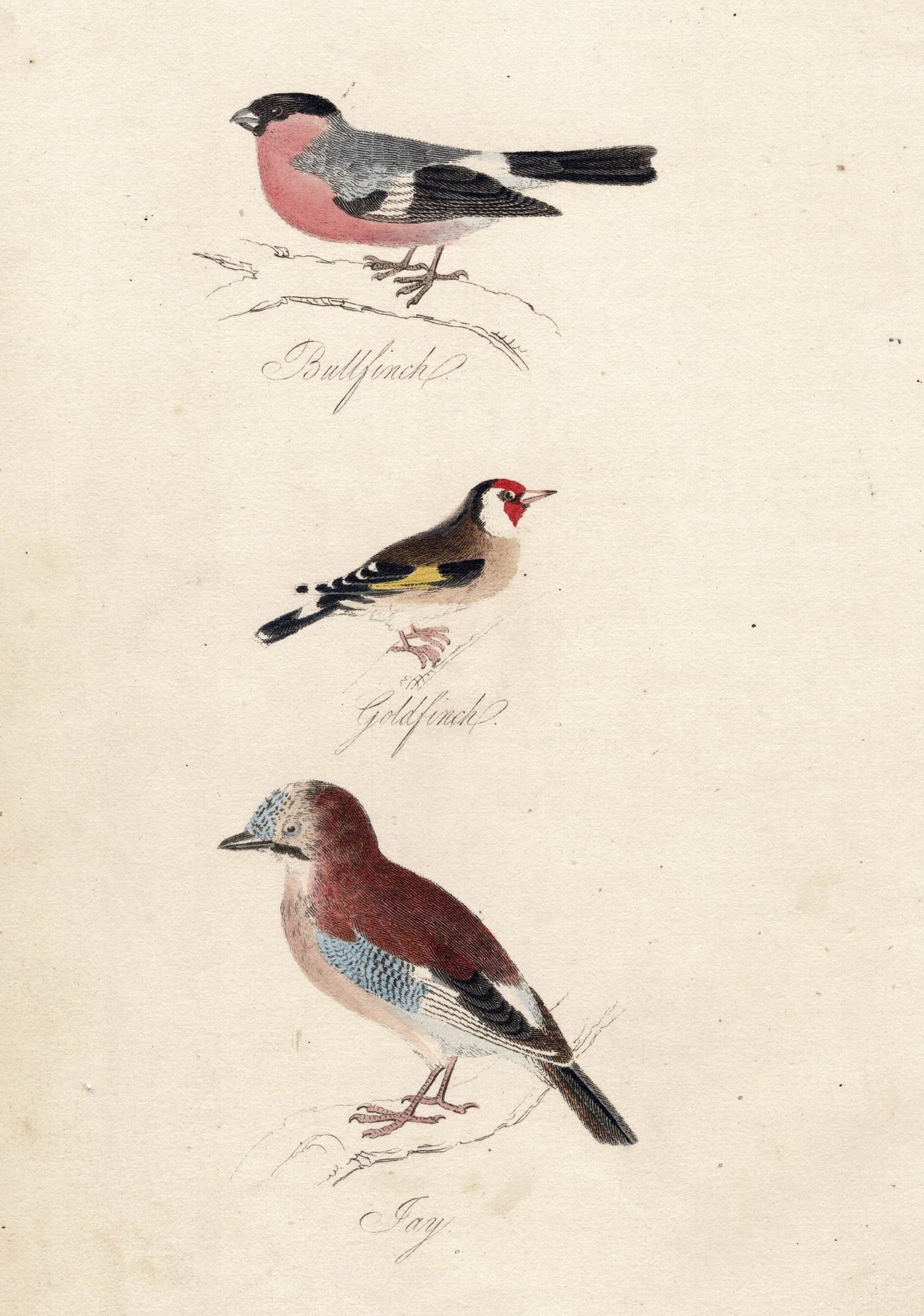 Bullfinch, Goldfinch and Jay guaranteed antique print published 1834