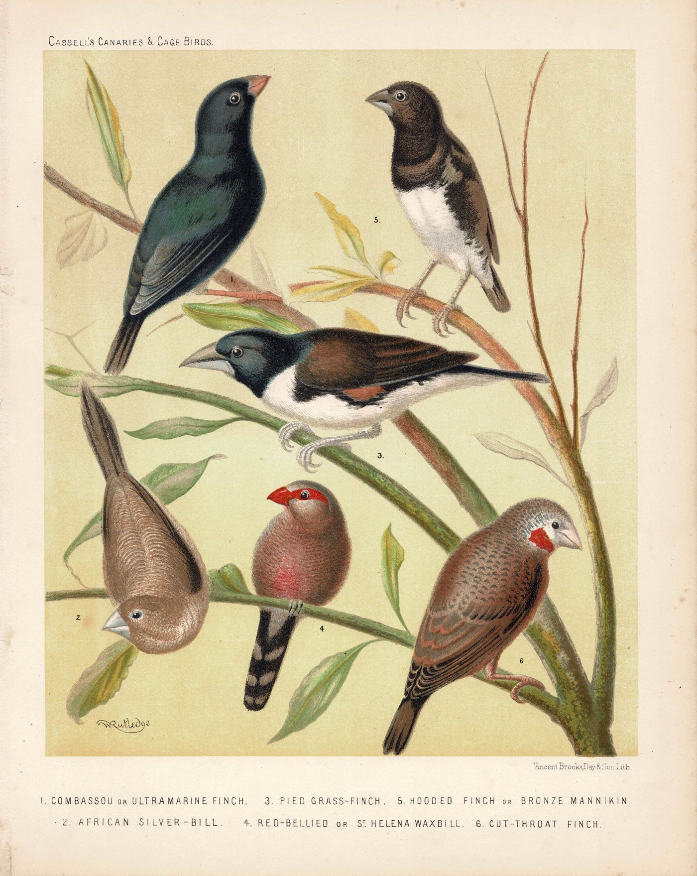 Cage Birds including Cambassou Finches & Waxbills antique print 1878