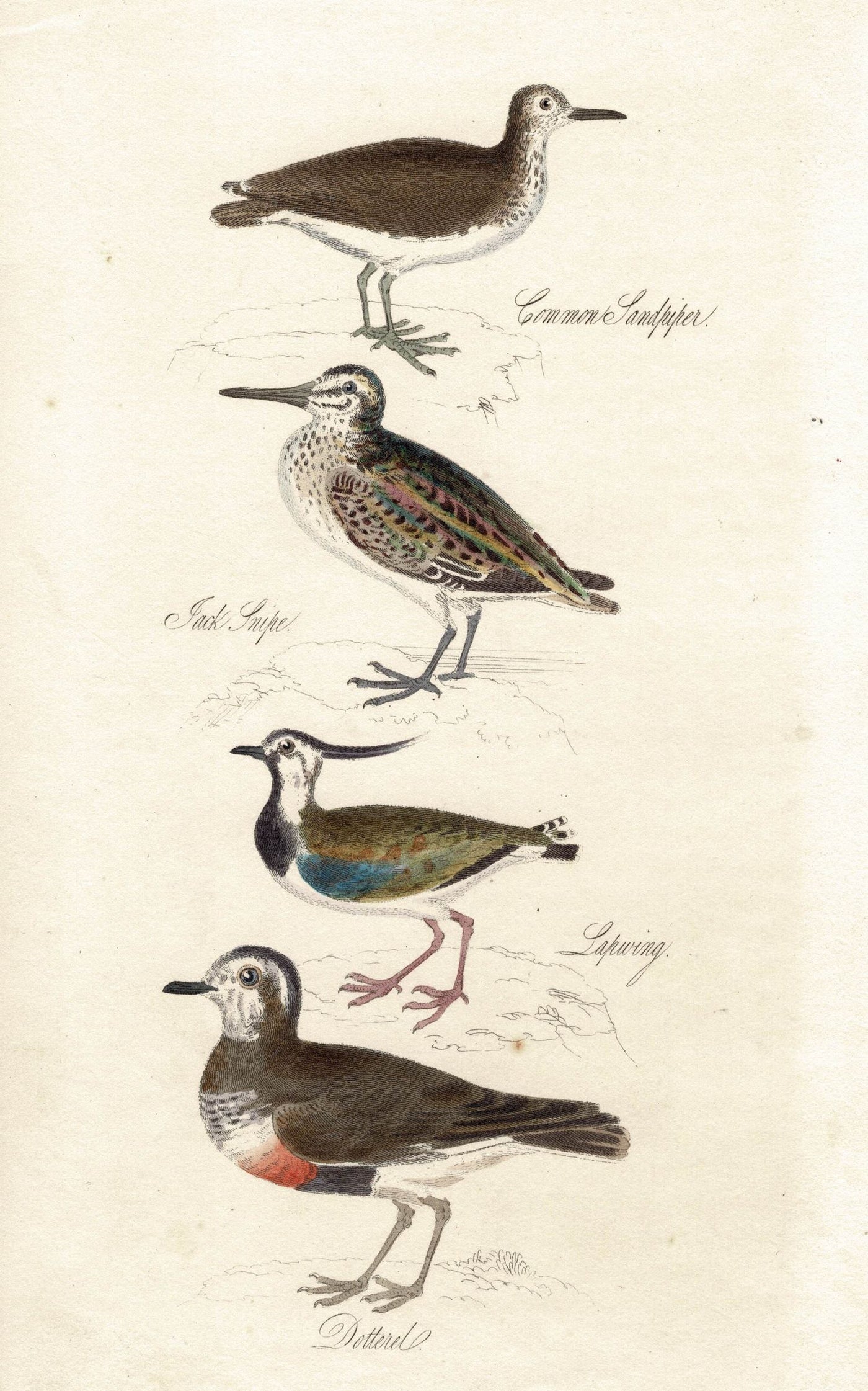 Sandpiper, Snipe, Lapwing, Dotterel antique print published 1834