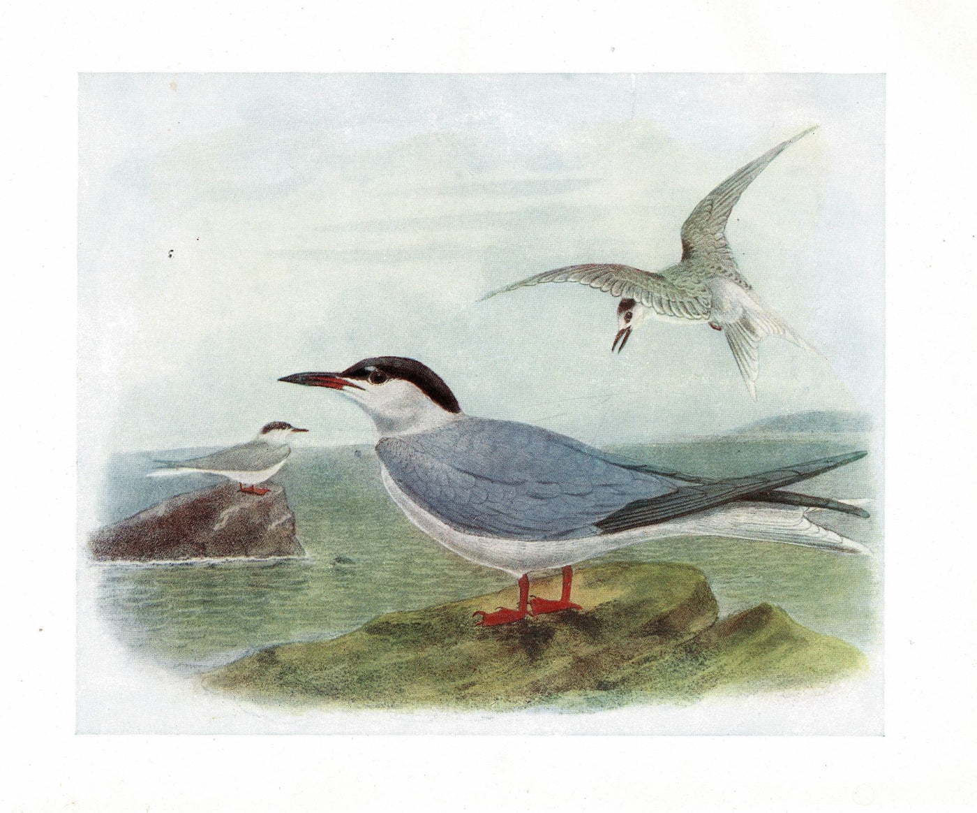 Common Tern in summer plumage antique print 1907