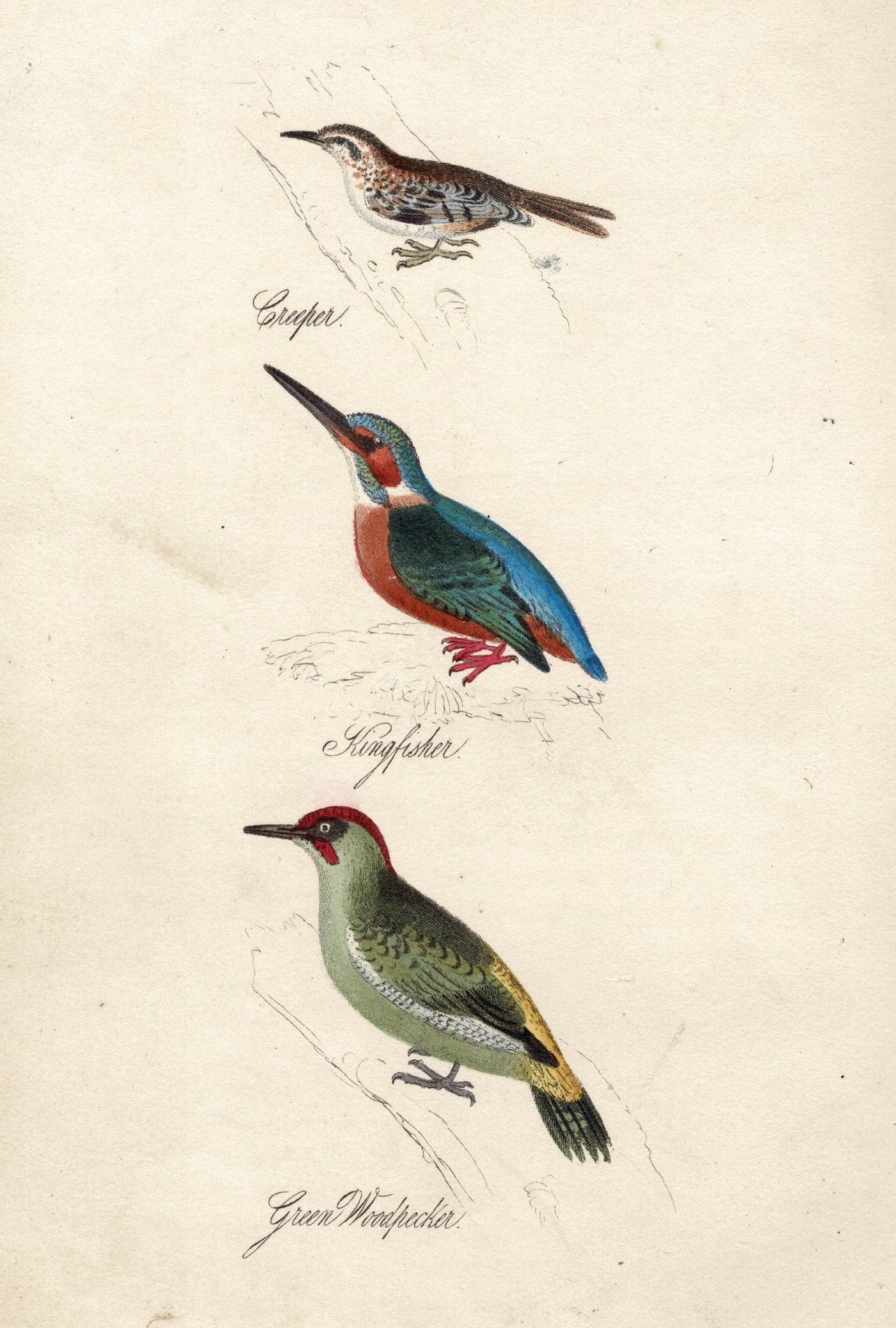 Creeper, Kingfisher, Green Woodpecker antique print published 1834