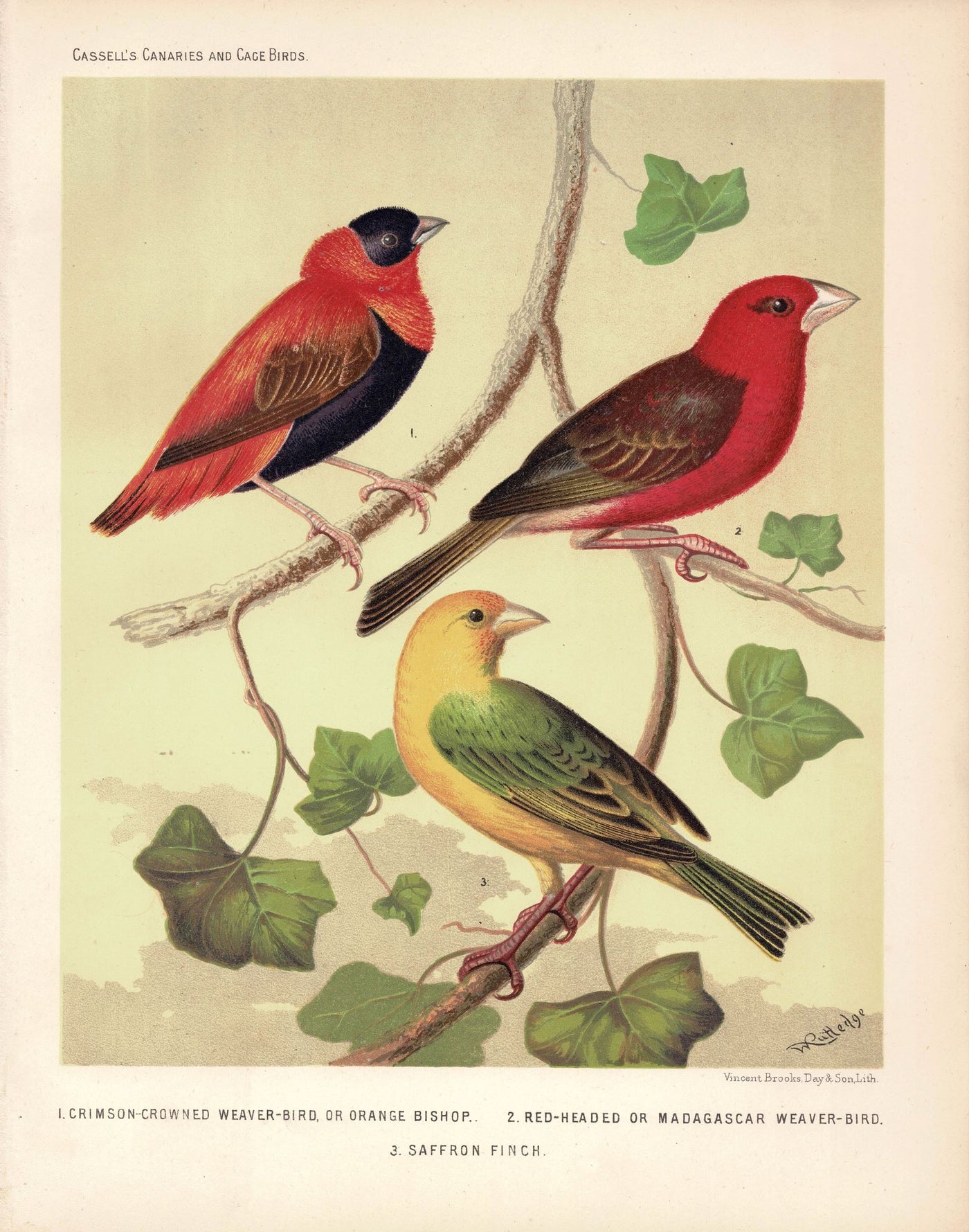 Weaver Birds and Saffron Finch, antique print, 1878