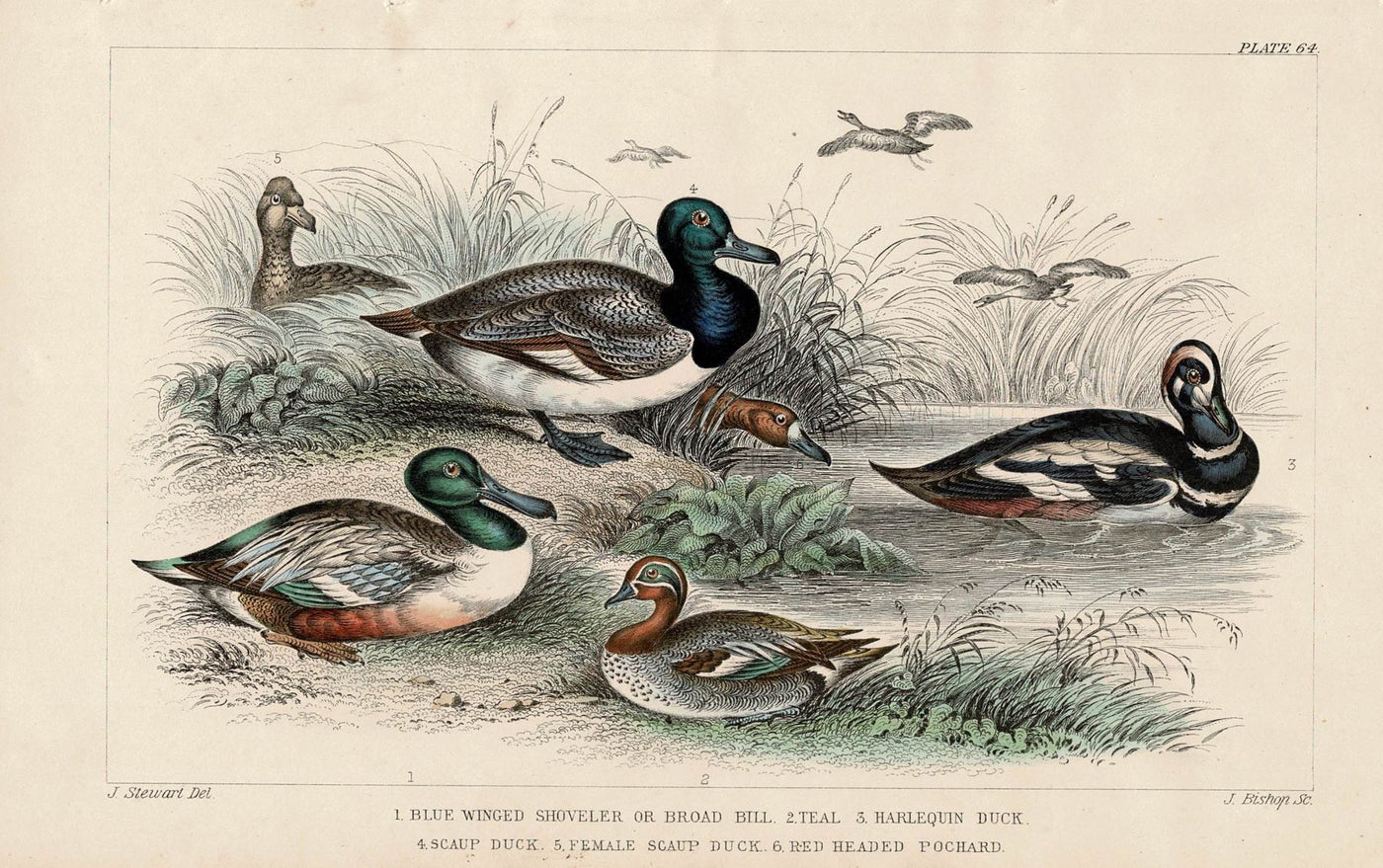 Ducks antique print published 1862