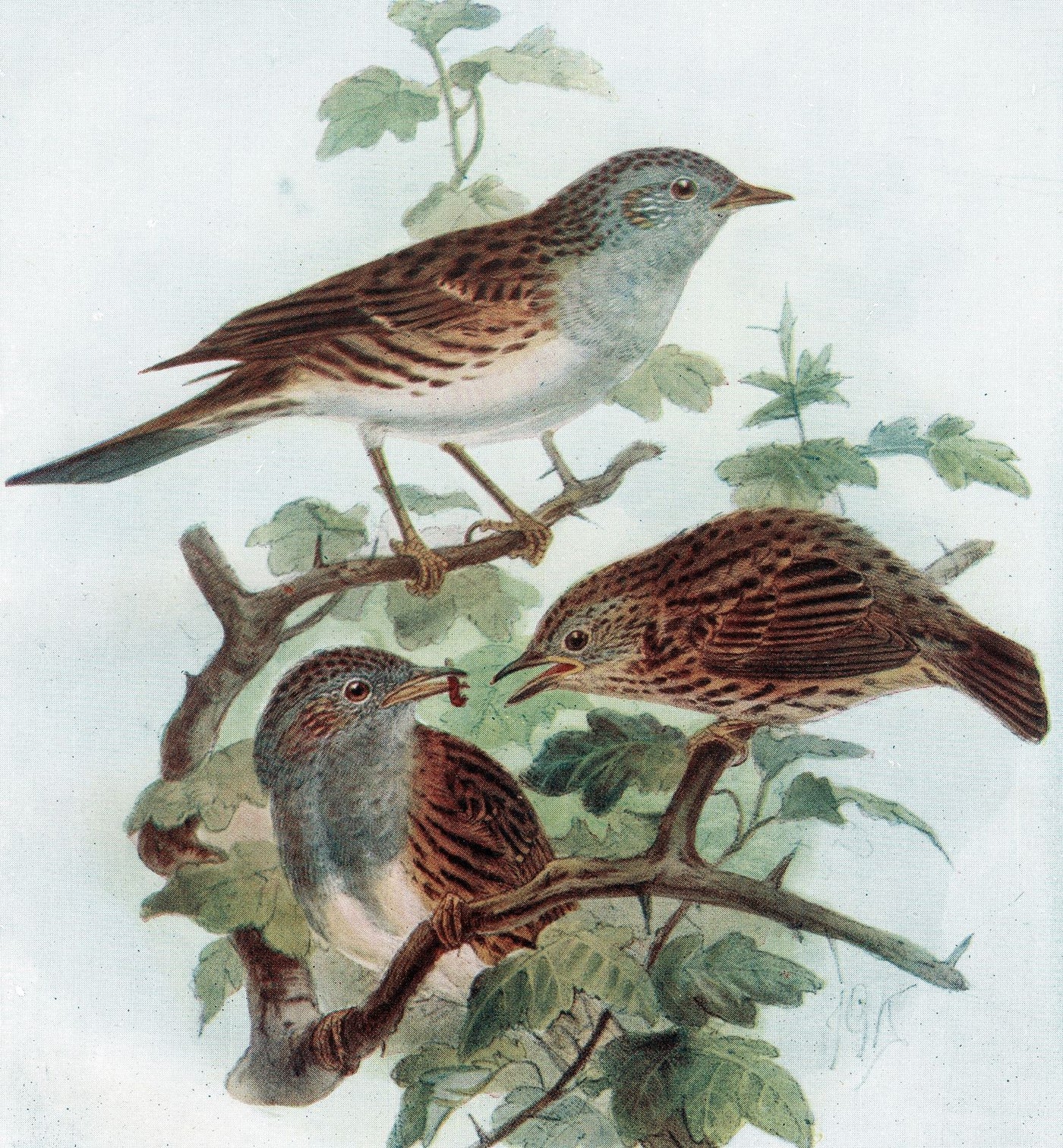Dunnock or Hedge Sparrow antique print 1907