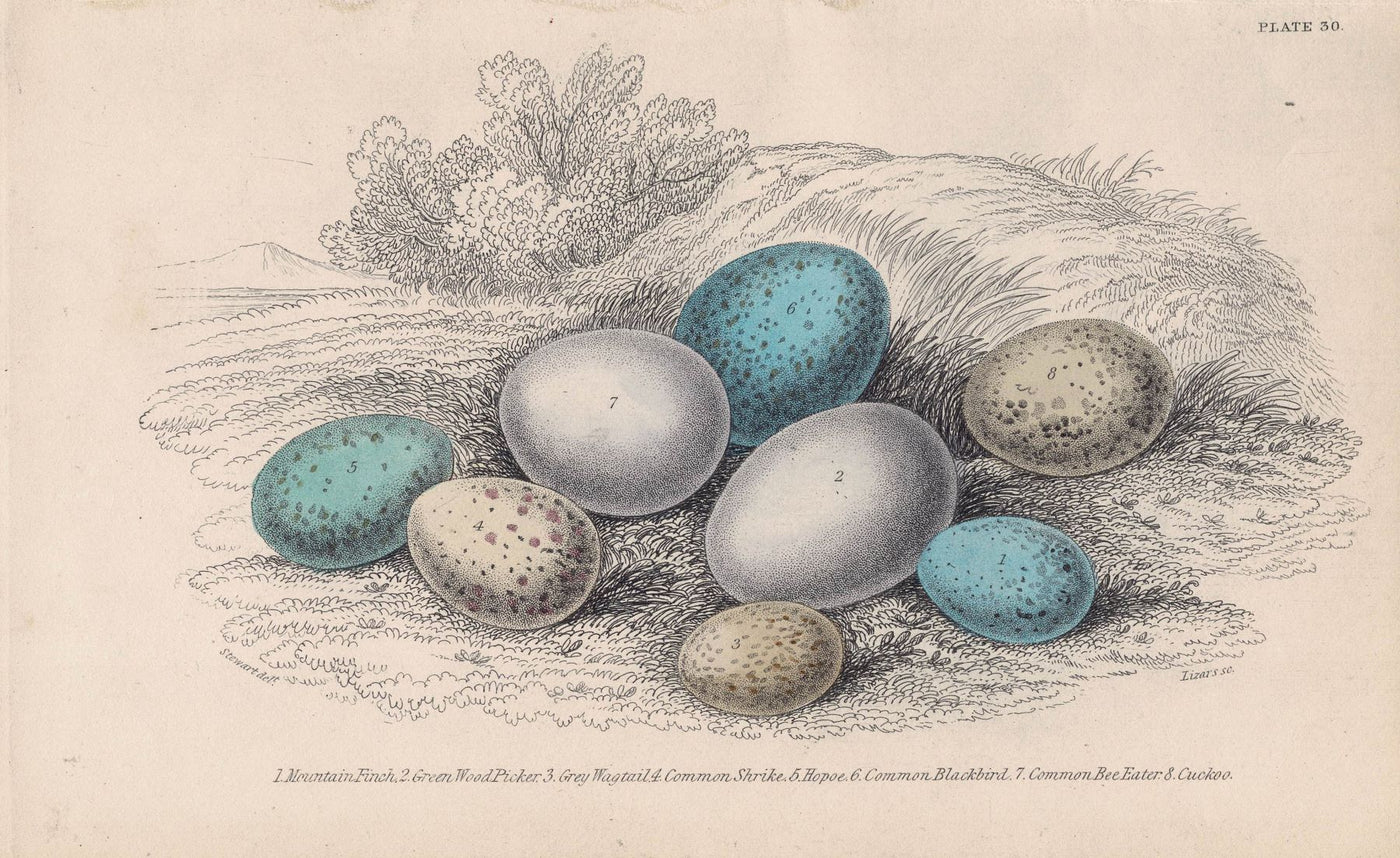 Birds eggs antique print 1866