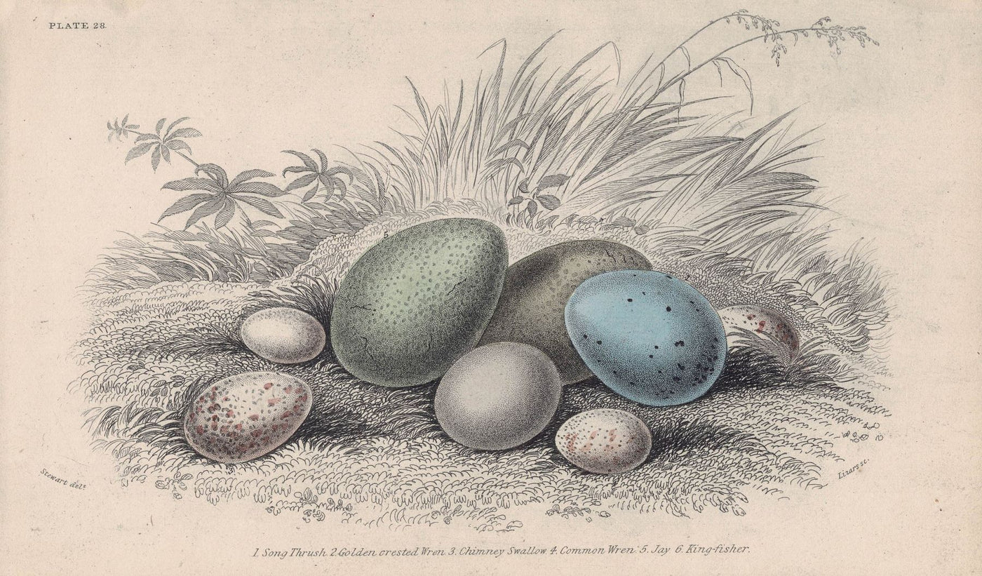 Birds eggs antique print published 1866