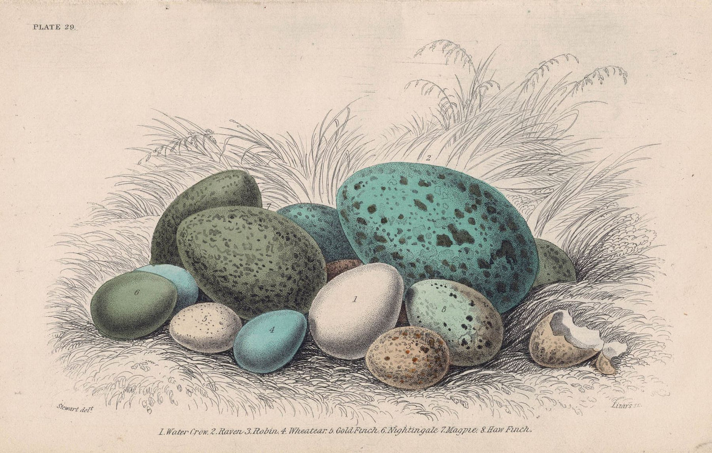 Birds Eggs antique print 1866