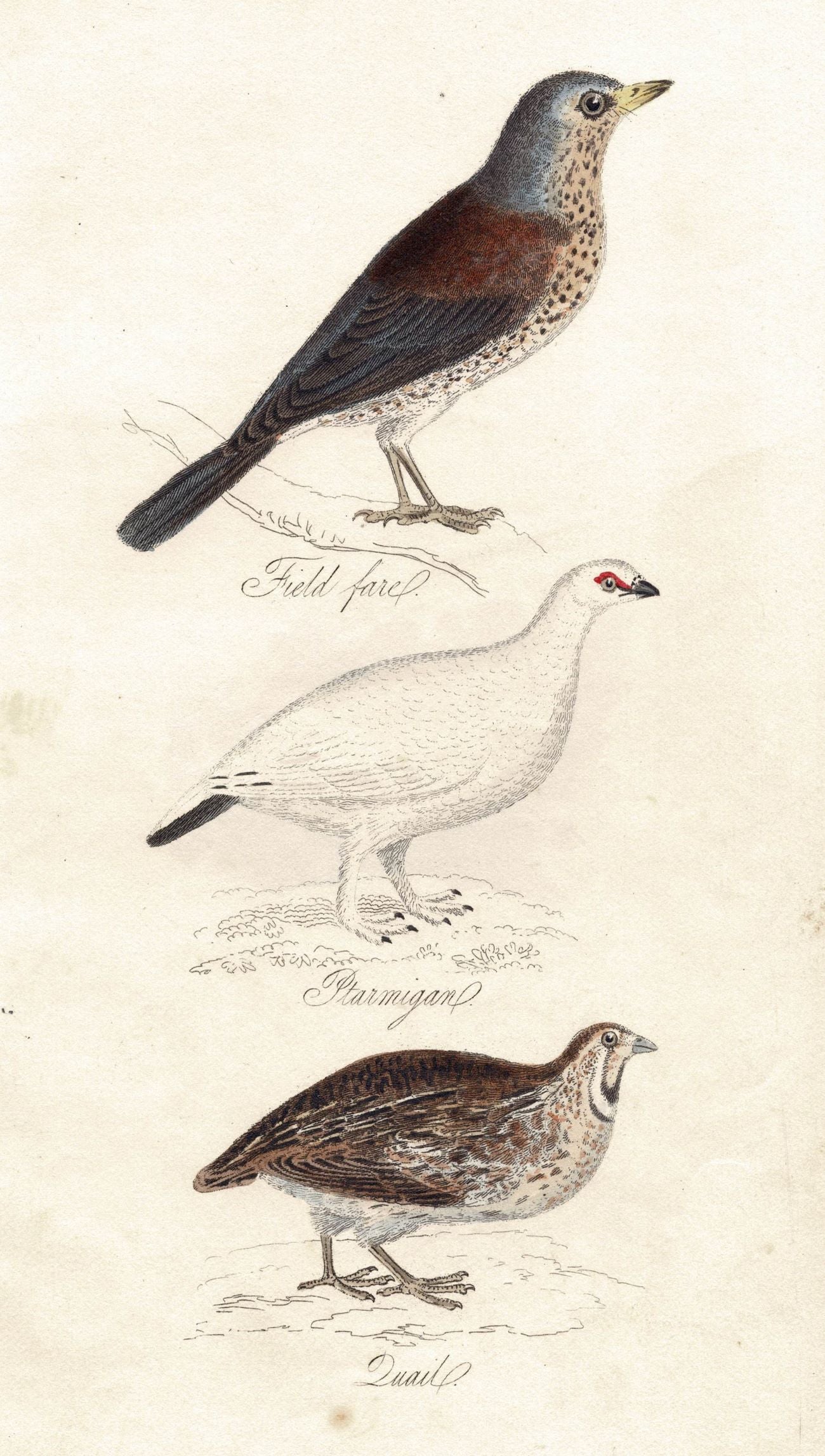 Field Fair, Ptarmigan and Quail antique print published 1834
