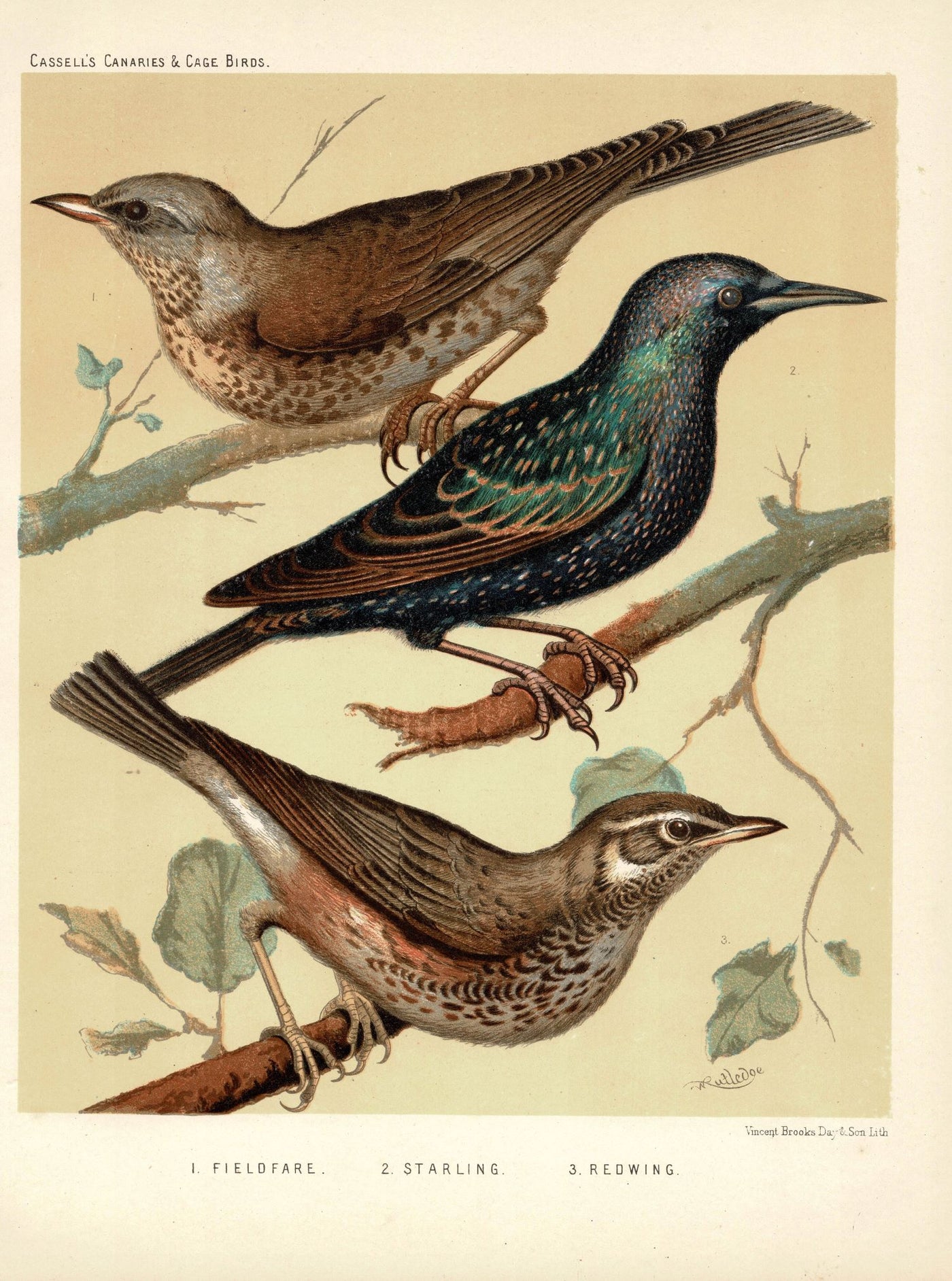 British Birds Starling Fieldfare & Redwing antique print 1878