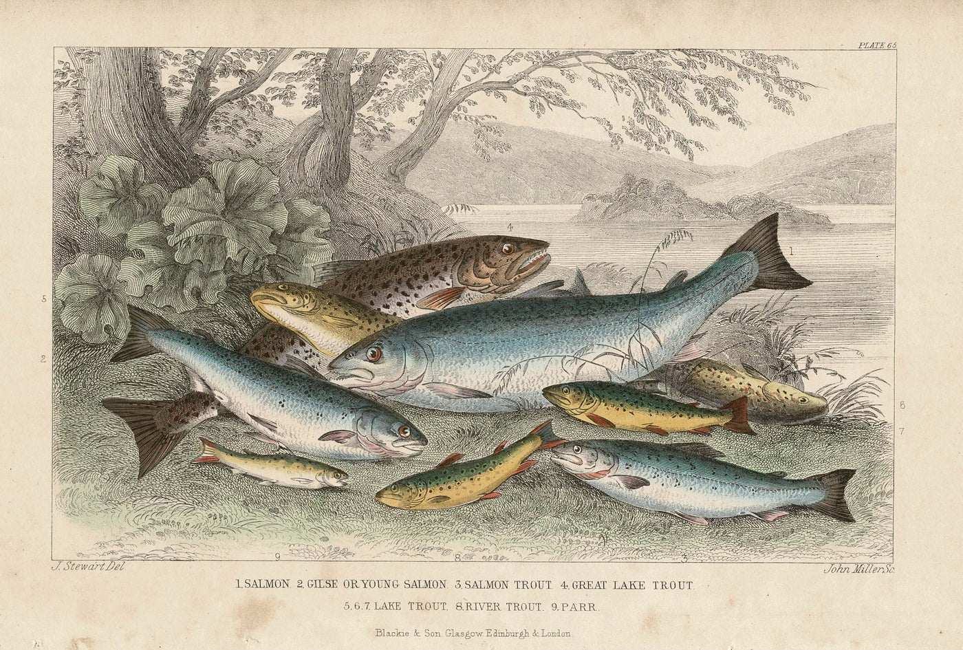 Salmon and Trout, antique print published 1862