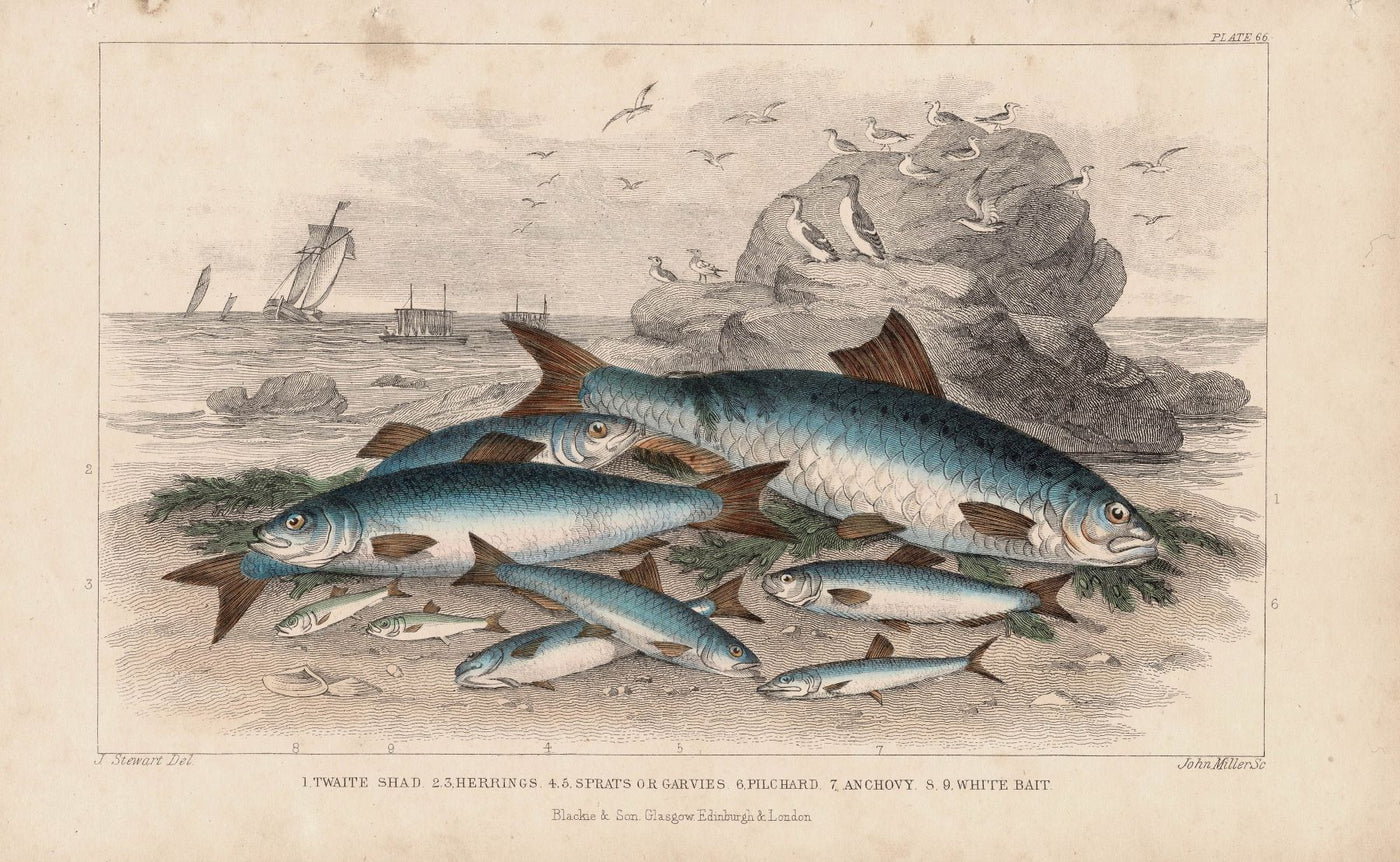 Fishes (Saltwater), antique print published 1862