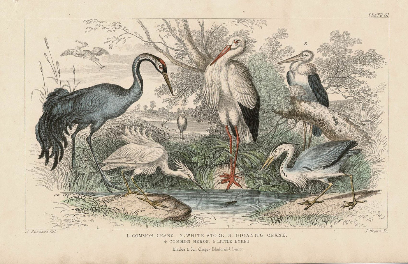 Wading Birds antique print published 1862