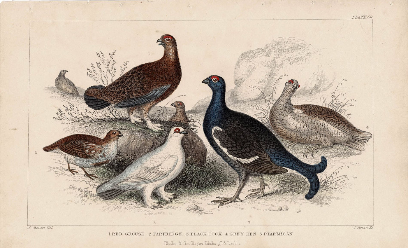 Game Birds antique print published 1862
