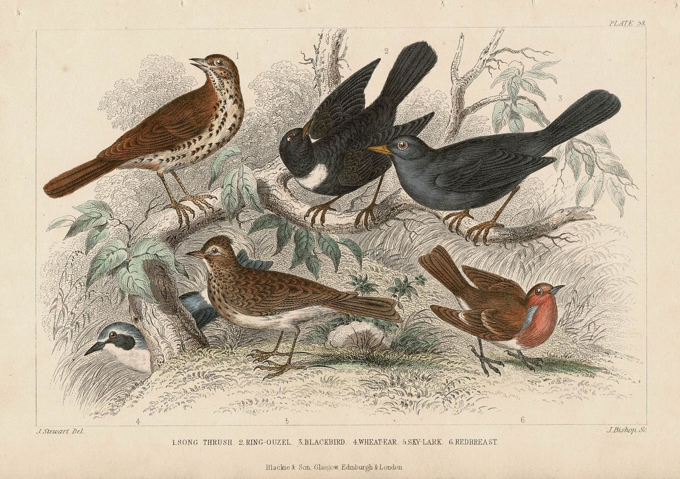 Garden Birds antique print published 1862