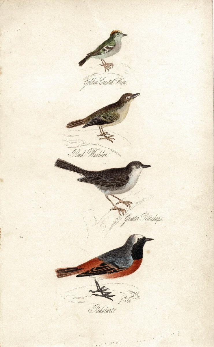 Wren, Warbler, Pettichaps, Redstart, from "The Feathered Tribes" 1834