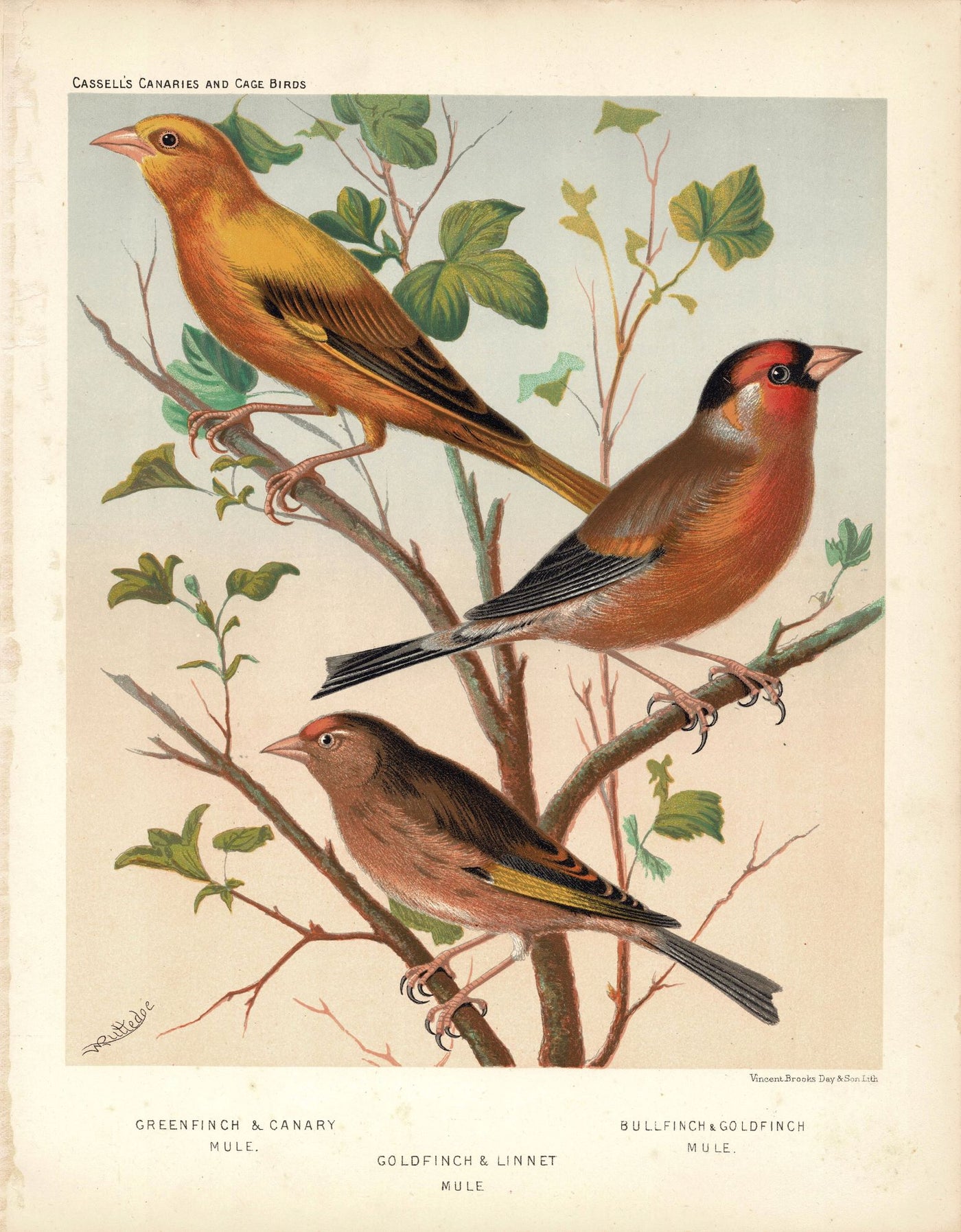 Finches. Greenfinch, Goldfinch and Bullfinch antique print 1878