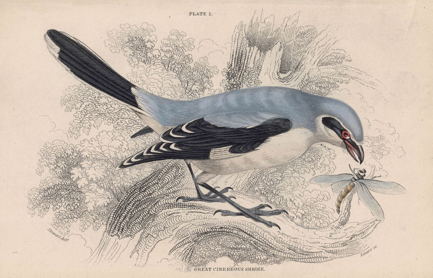 Great Cinereous Shrike antique print 1866