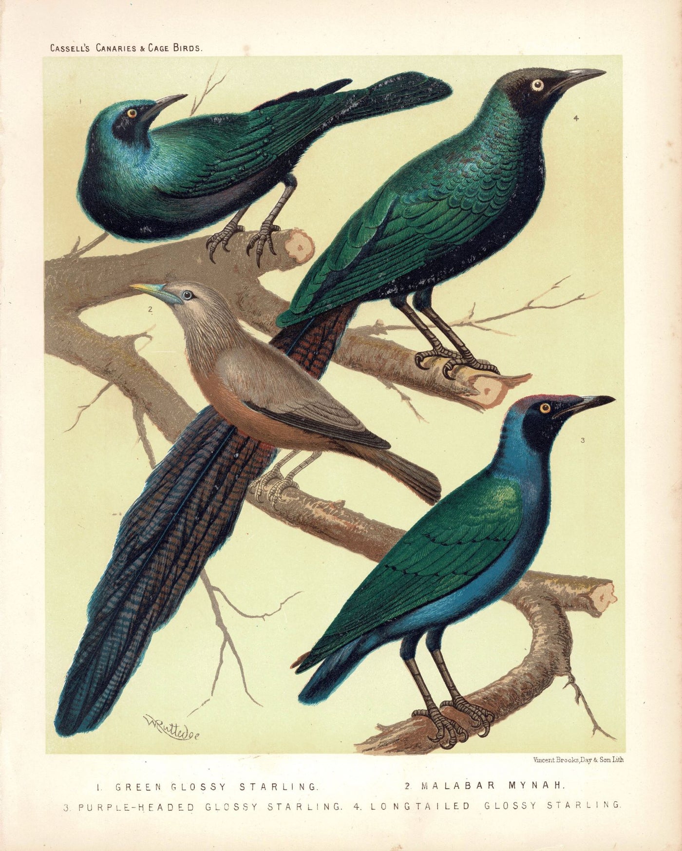 Starlings from 'Canaries and Cage-Birds’ antique print published 1878