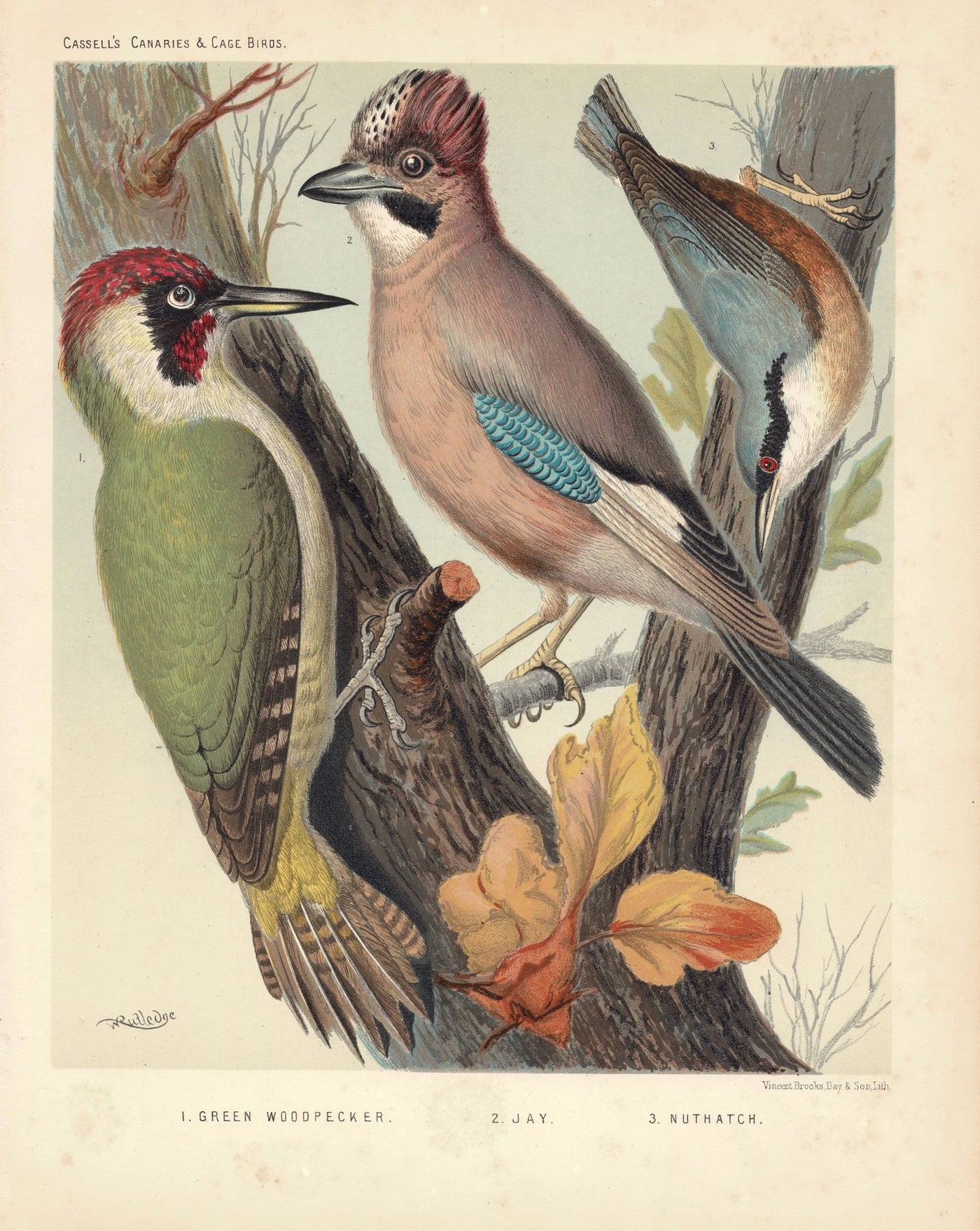Green Woodpecker, Jay & Nuthatch antique print published 1878