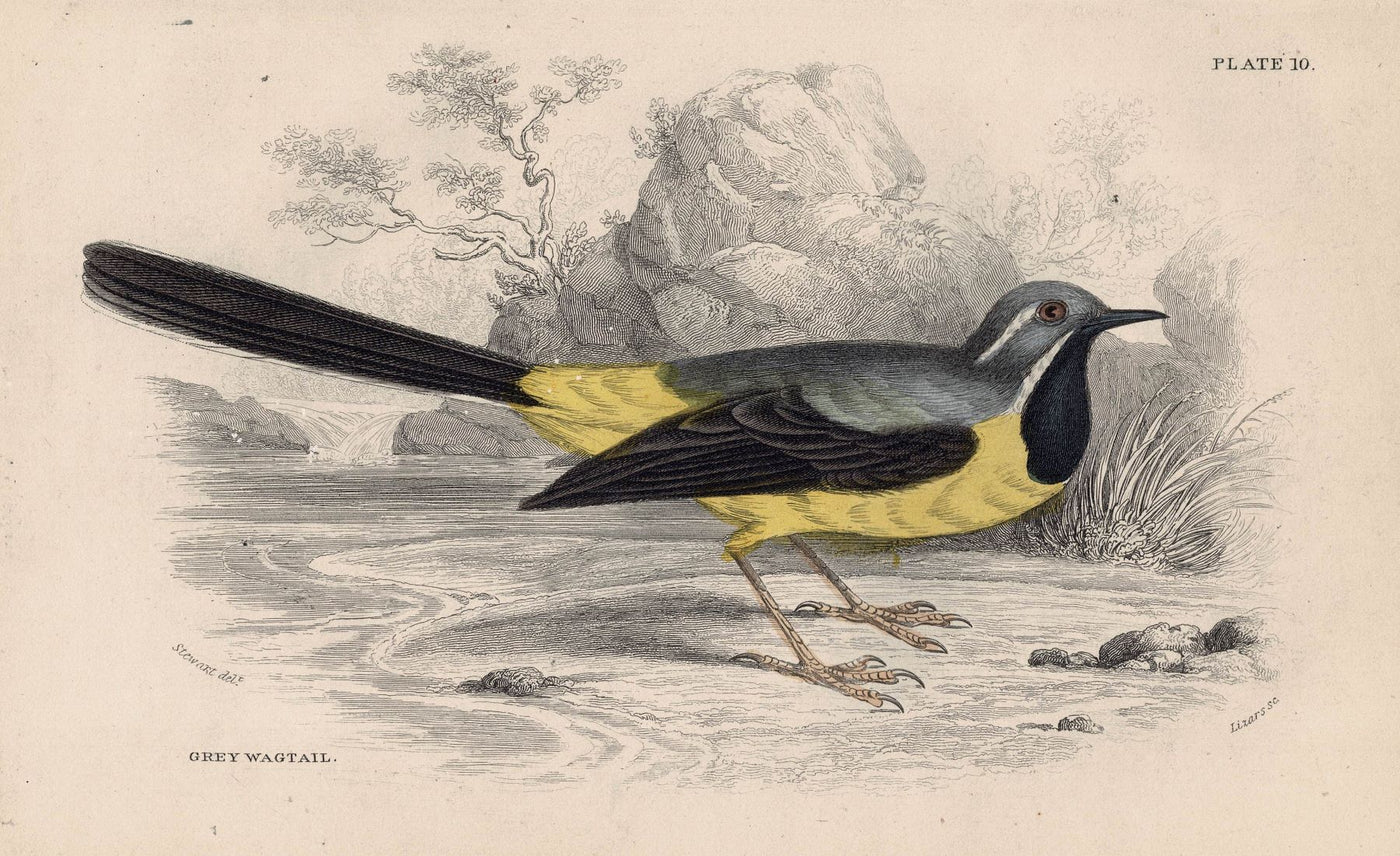 Grey Wagtail antique print published 1866