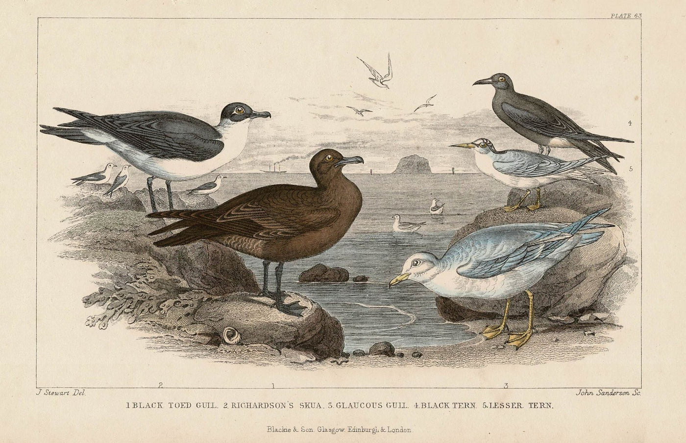 Gulls antique print published 1862