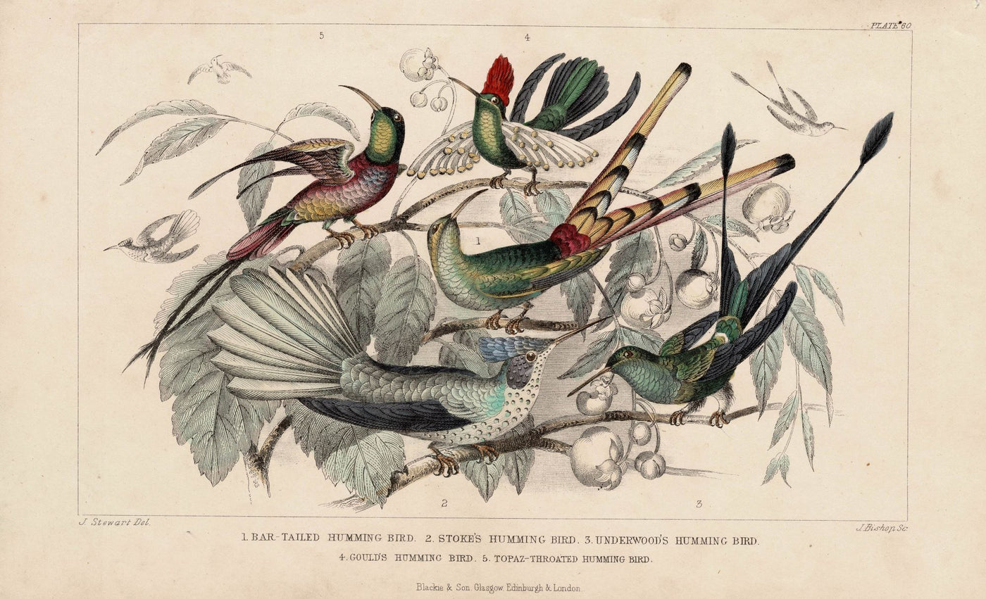Humming Birds antique print published 1862