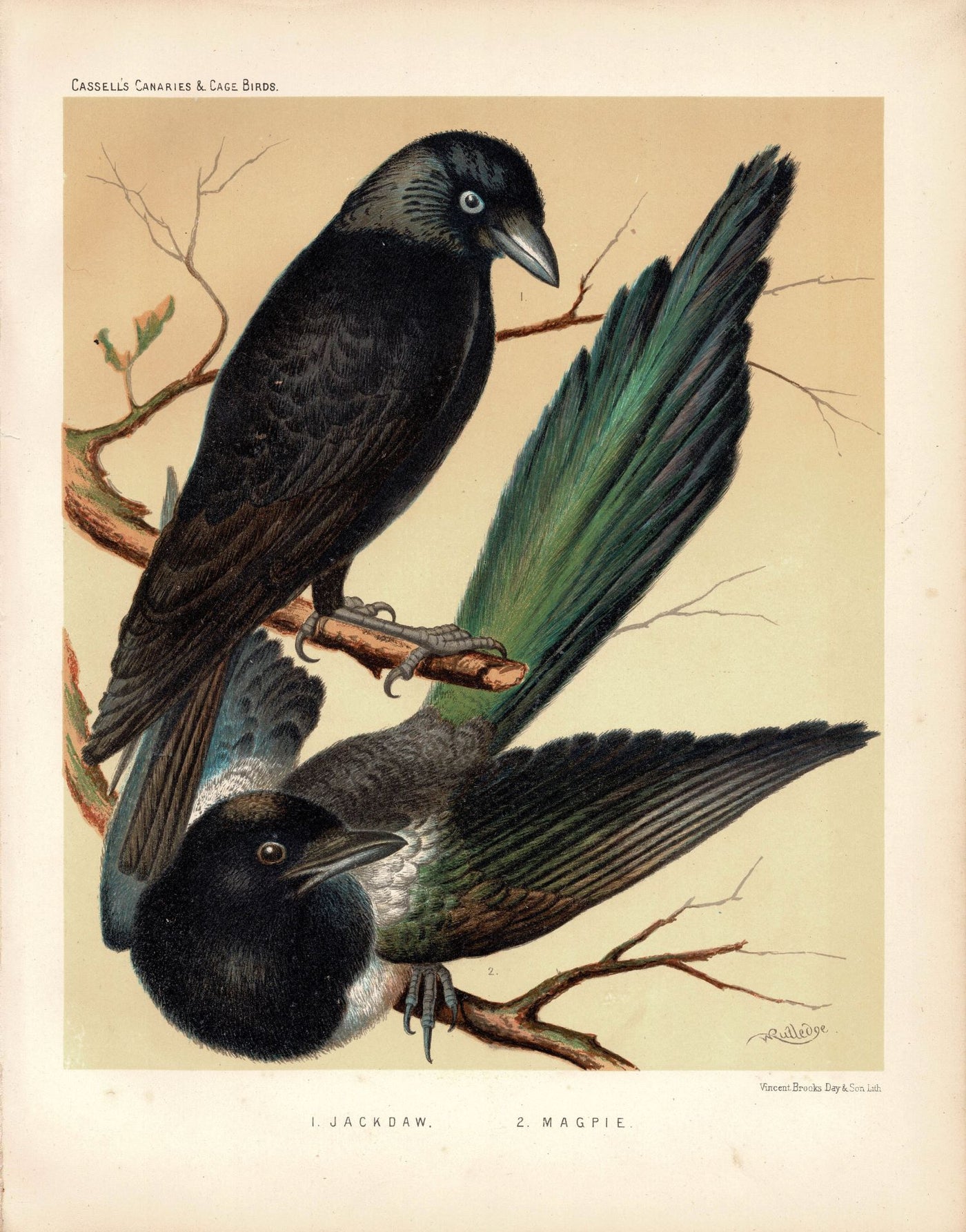 Magpie and Jackdaw British Birds antique print published 1878