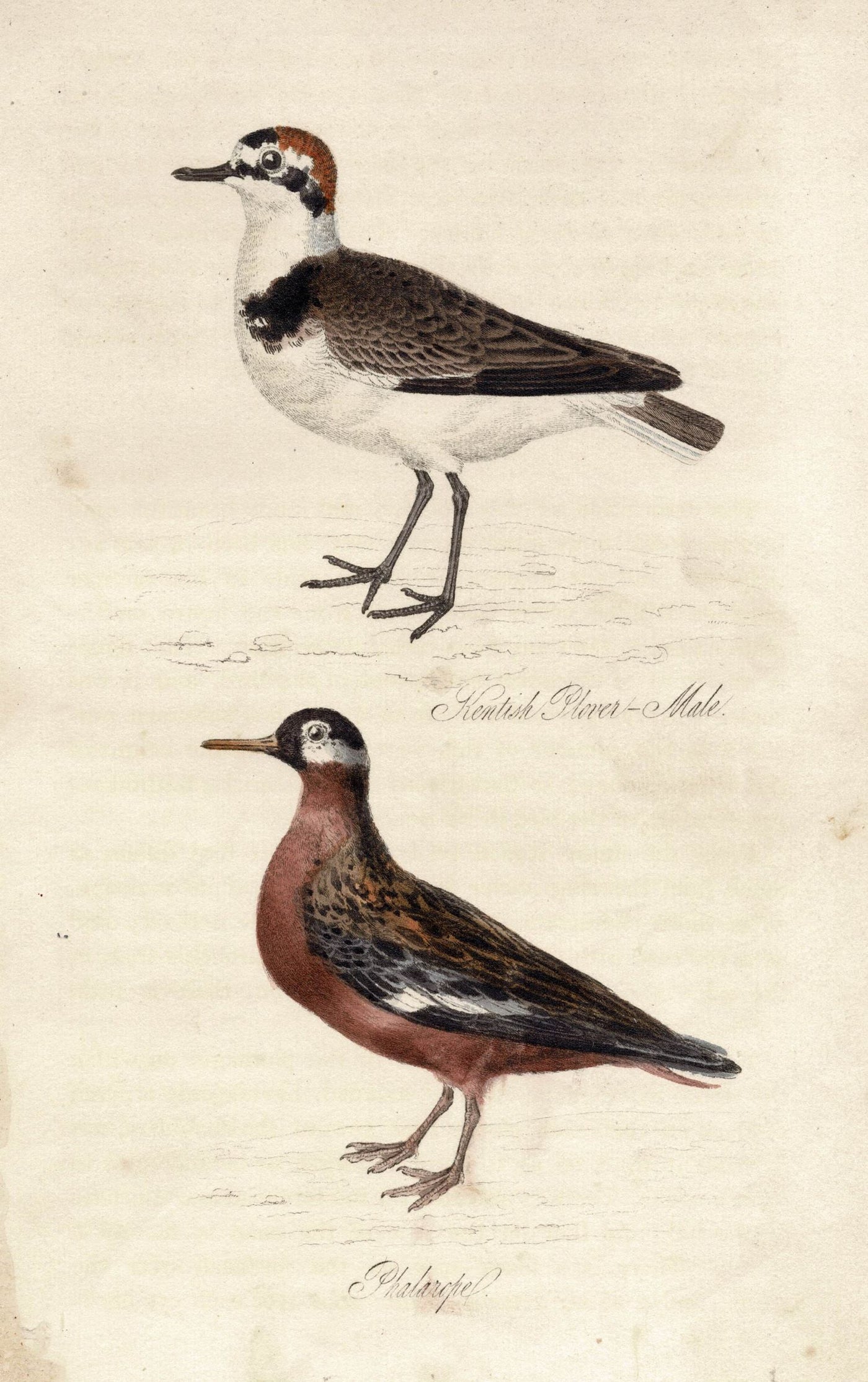 Kentish Plover and Phalarope birds antique print published 1834