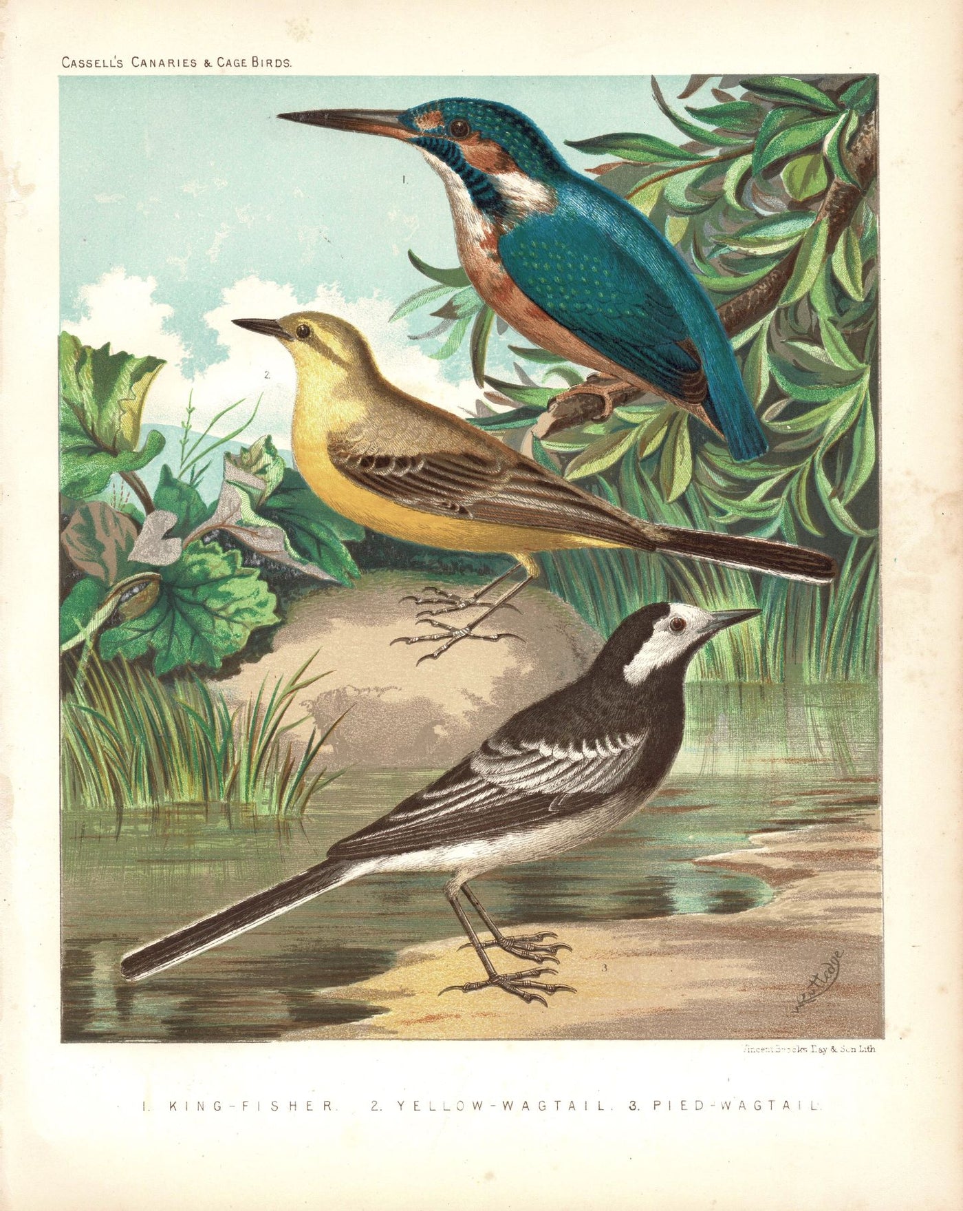 King Fisher, Yellow Wagtail & Pied Wagtail birds antique print 1878