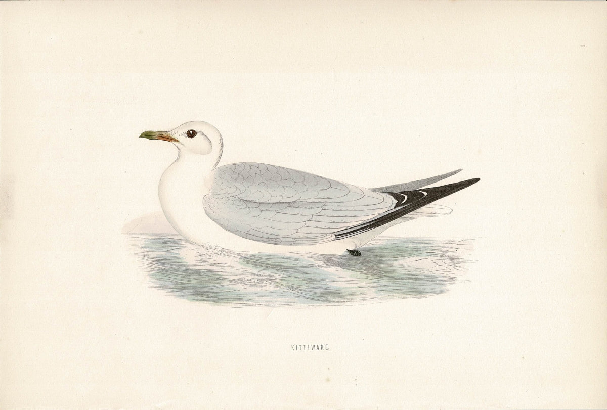 Kittiwake antique print from Morris's 'British Birds' published 1870