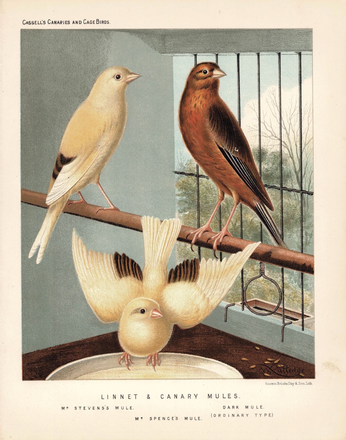 Linnet and Canary Mules antique print, 1878