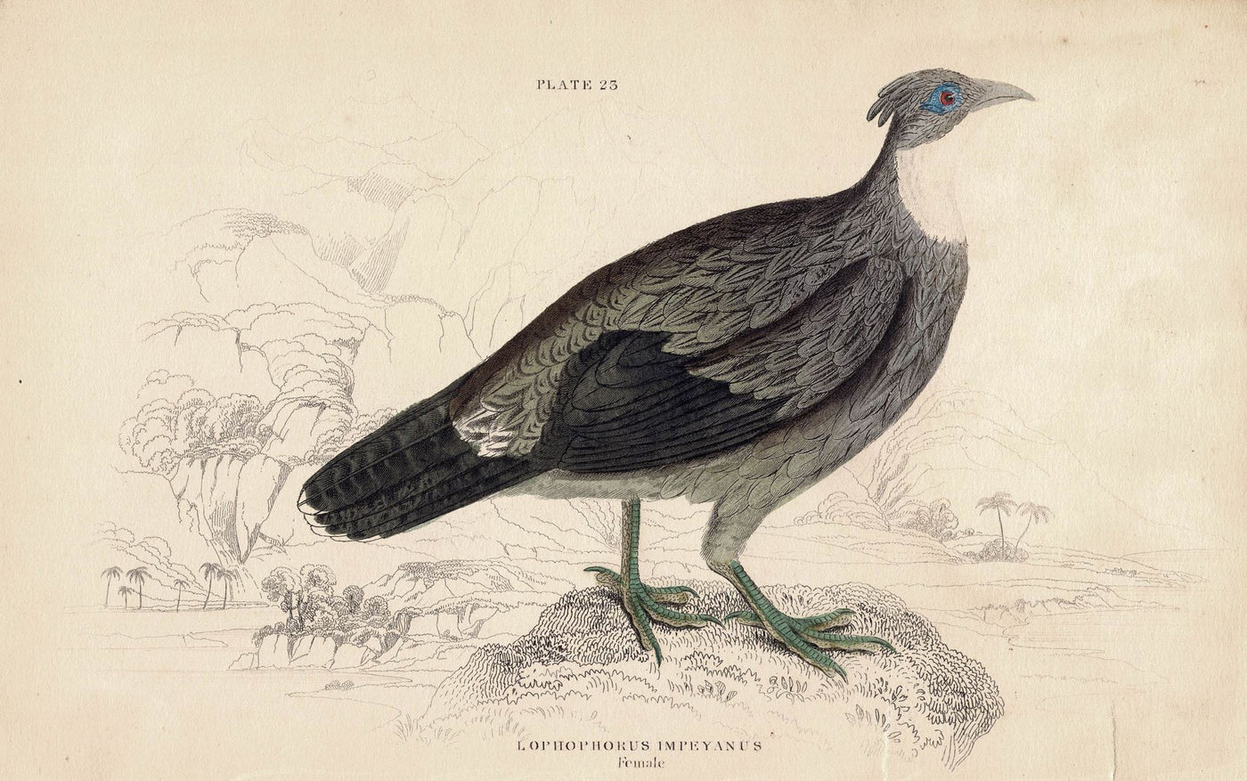 Lophophorus Impeyanus, or Himalayan monal ntique Print, 1836